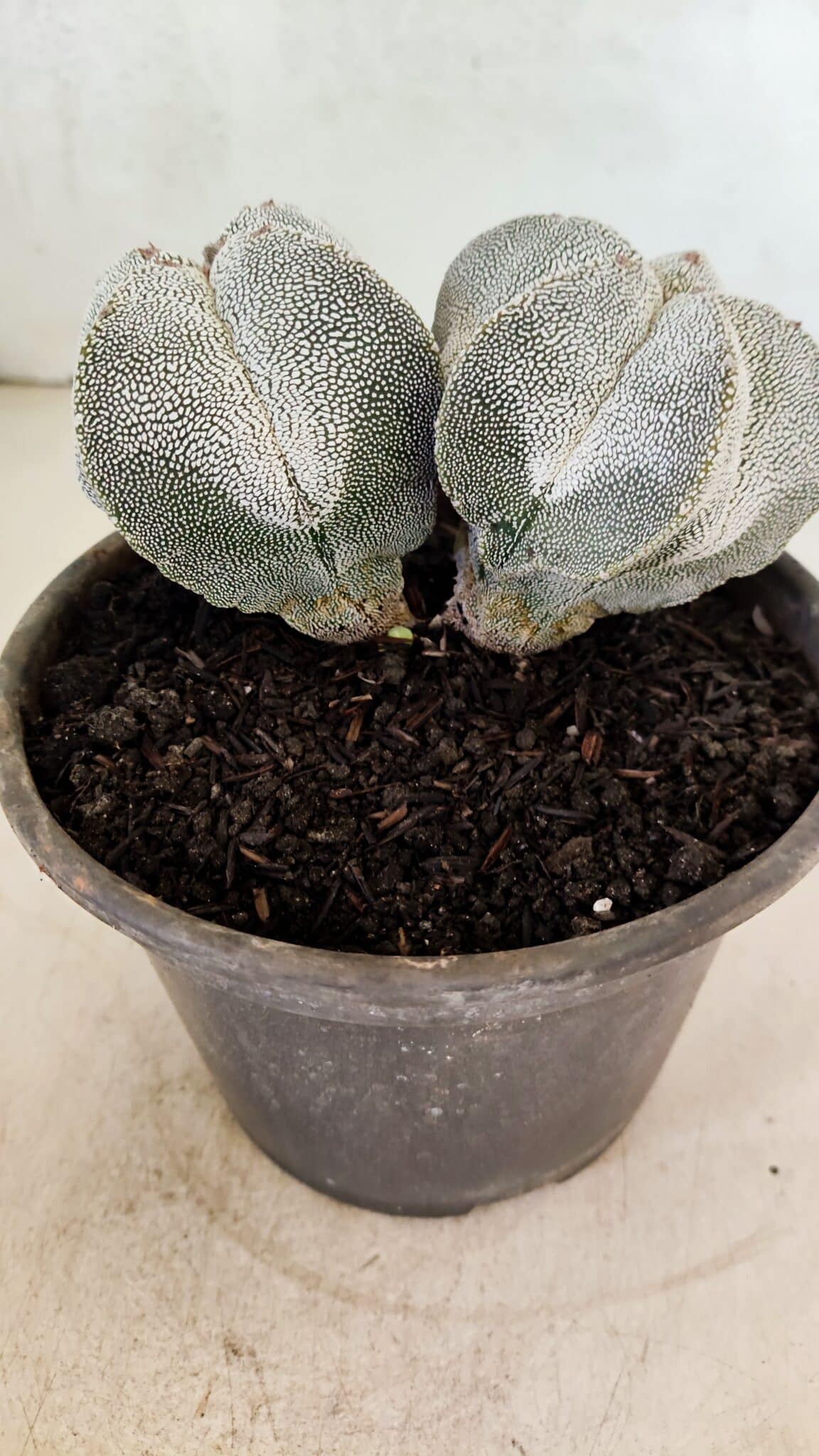ASTROPHYTUM MYRIOSTIGMA Onzuka "Bicéfalo"  Nº 1081 – vaso 15 - foto 7