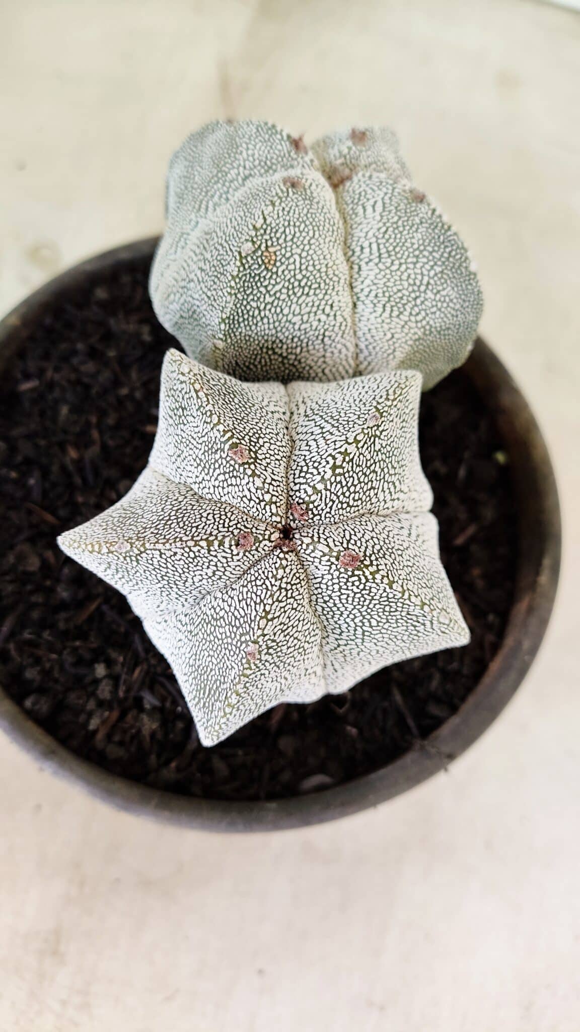 ASTROPHYTUM MYRIOSTIGMA Onzuka "Bicéfalo"  Nº 1081 – vaso 15 - foto 5