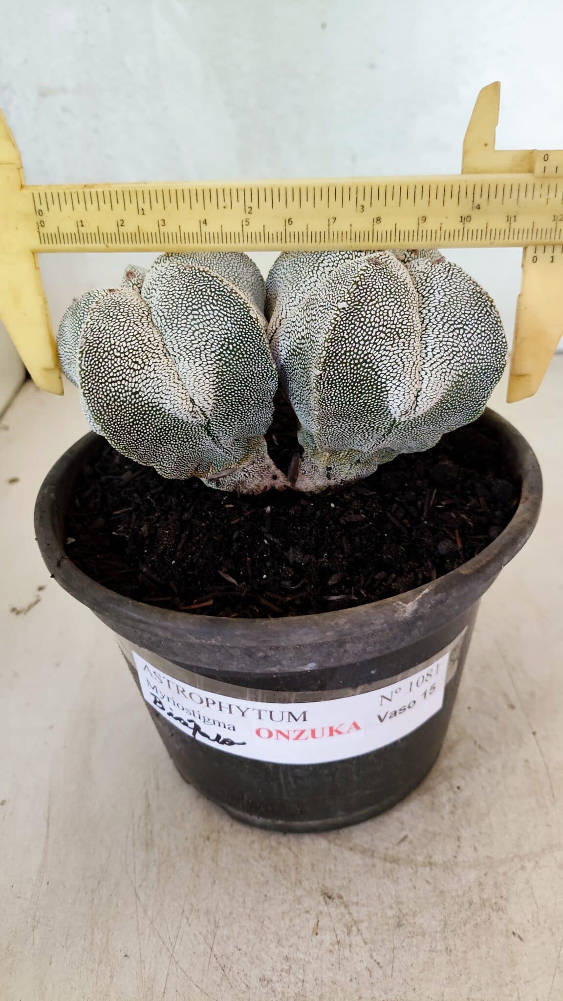 ASTROPHYTUM MYRIOSTIGMA Onzuka "Bicéfalo"  Nº 1081 – vaso 15 - foto 4