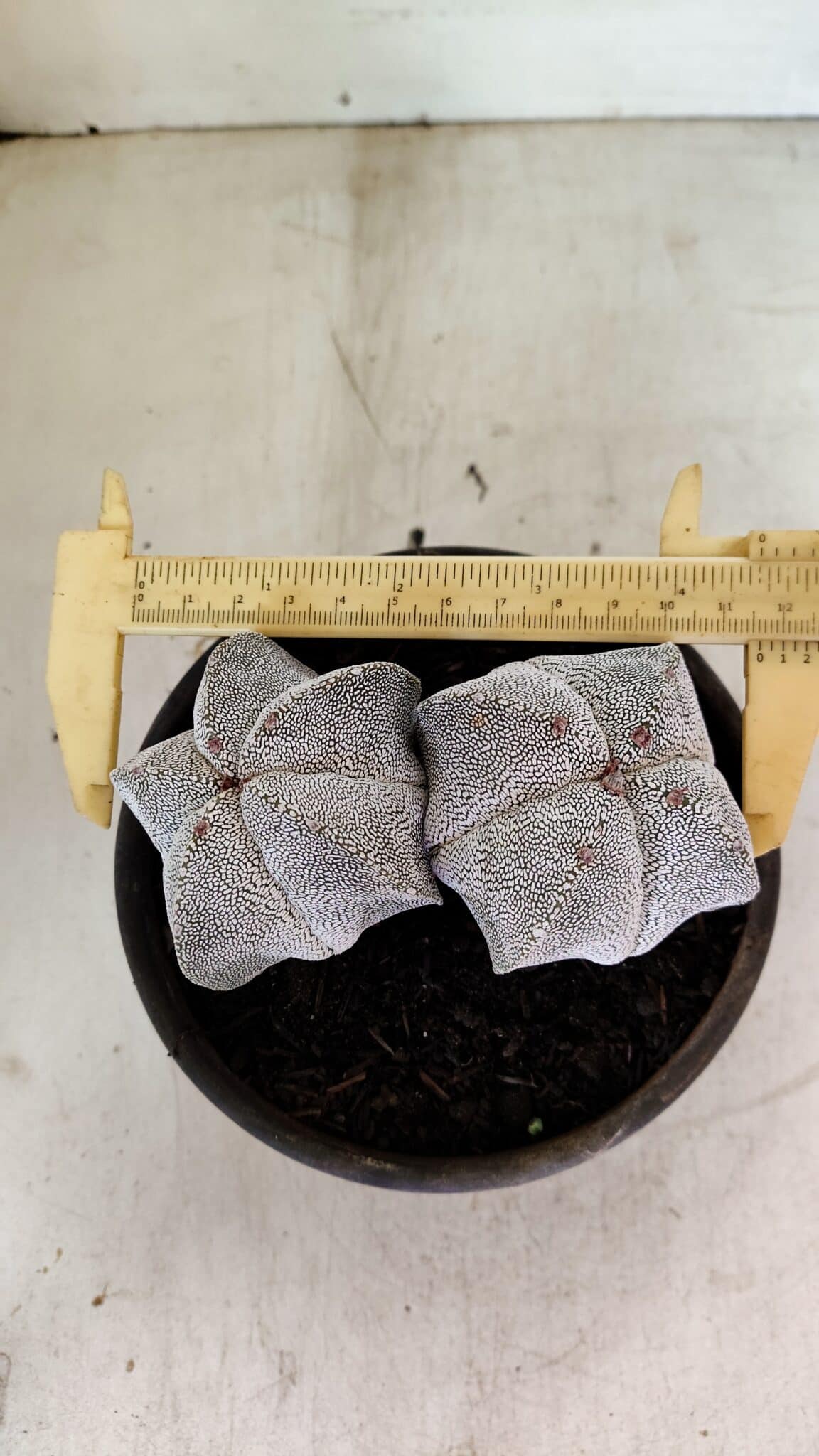 ASTROPHYTUM MYRIOSTIGMA Onzuka "Bicéfalo"  Nº 1081 – vaso 15 - foto 3