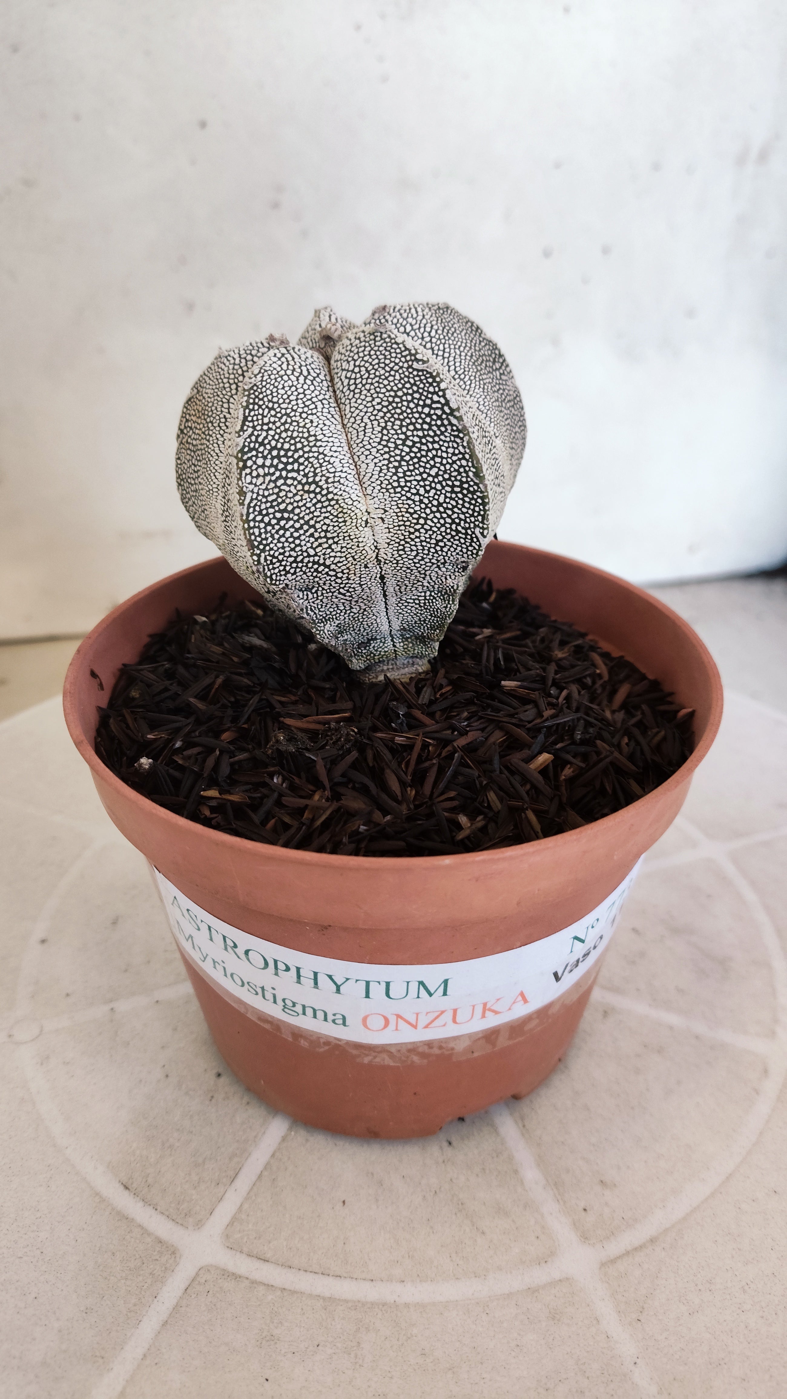ASTROPHYTUM MYRIOSTIGMA Onzuka  Nº 773 – vaso 11
