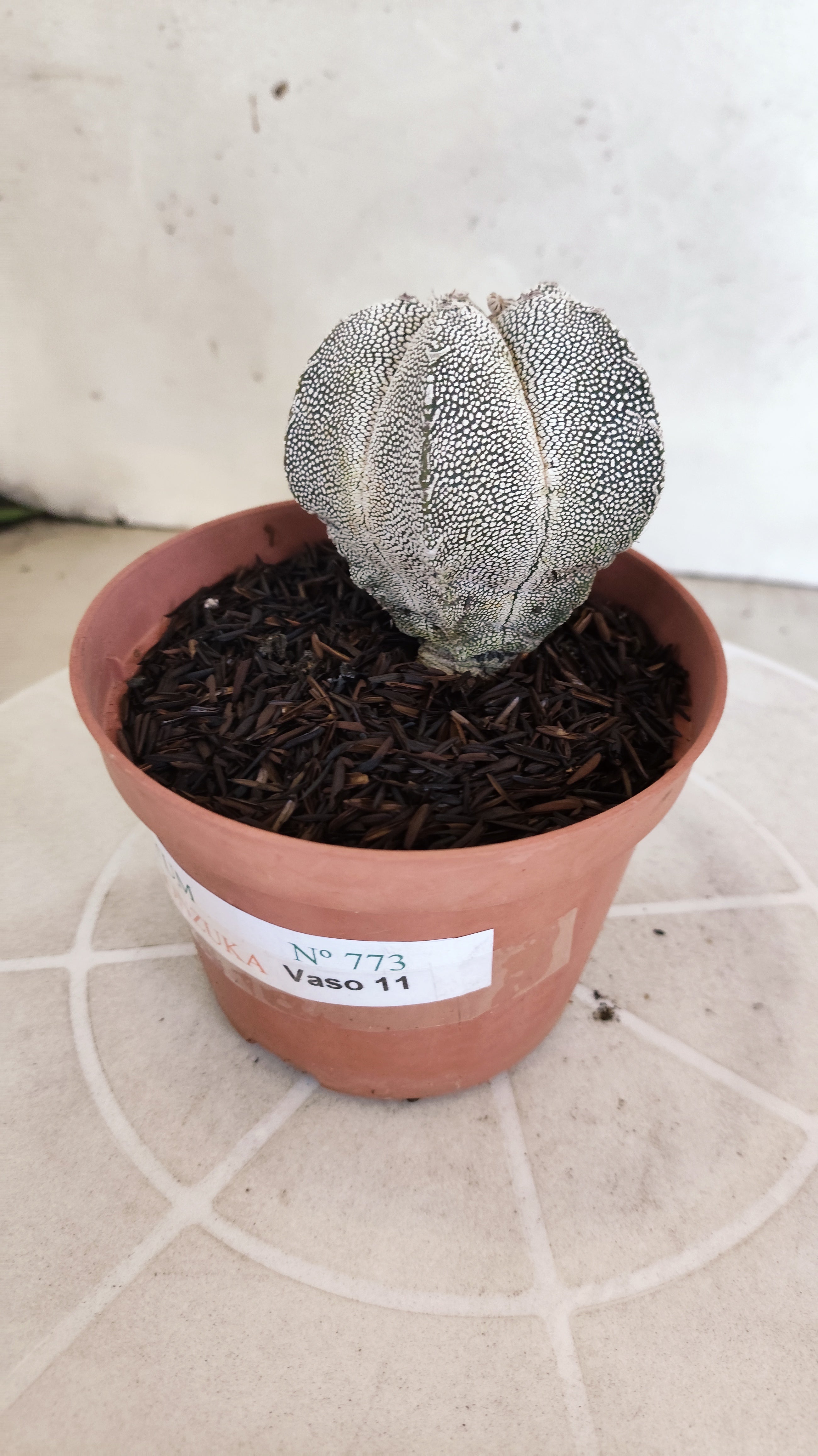 ASTROPHYTUM MYRIOSTIGMA Onzuka  Nº 773 – vaso 11
