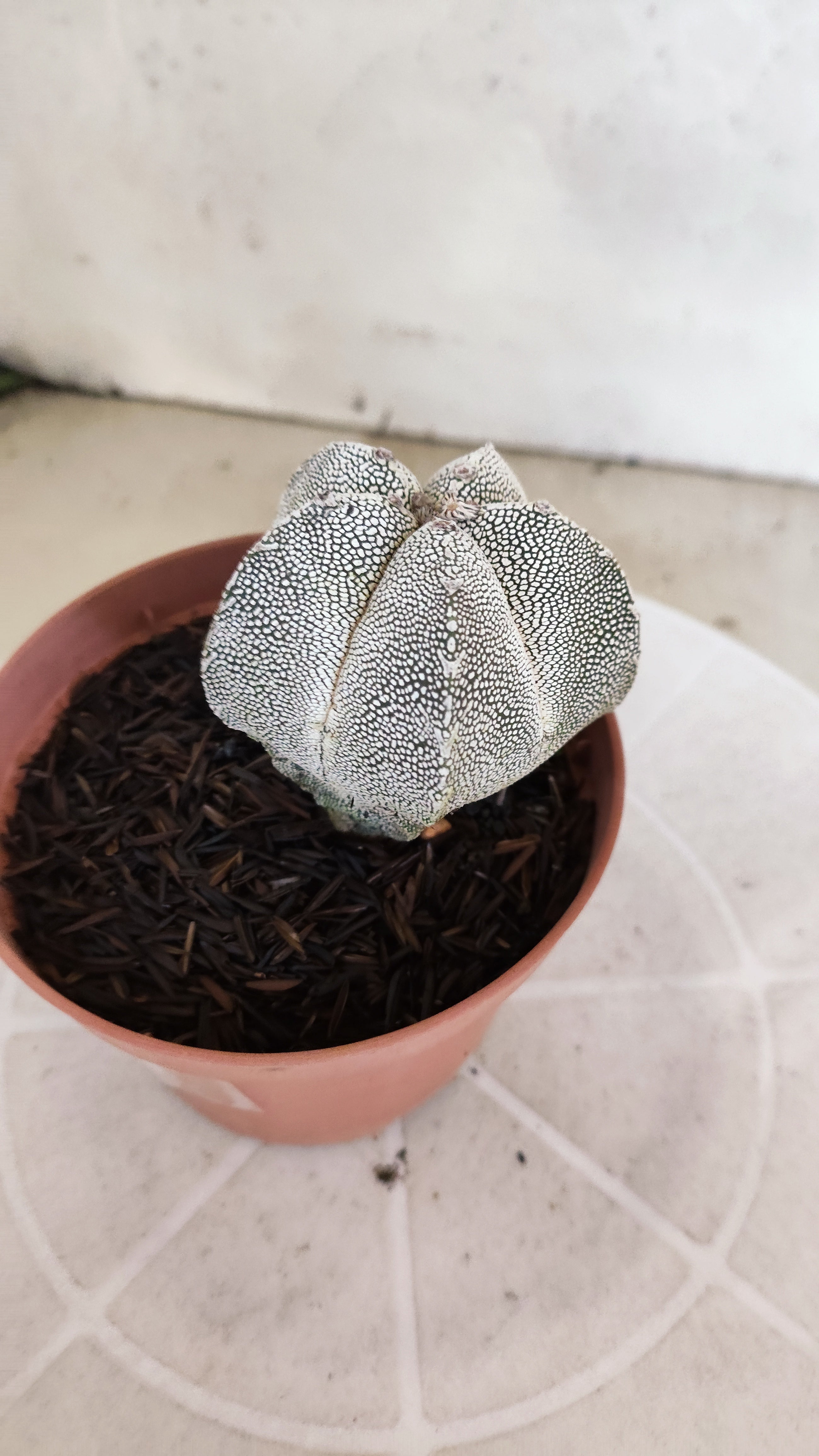 ASTROPHYTUM MYRIOSTIGMA Onzuka  Nº 773 – vaso 11