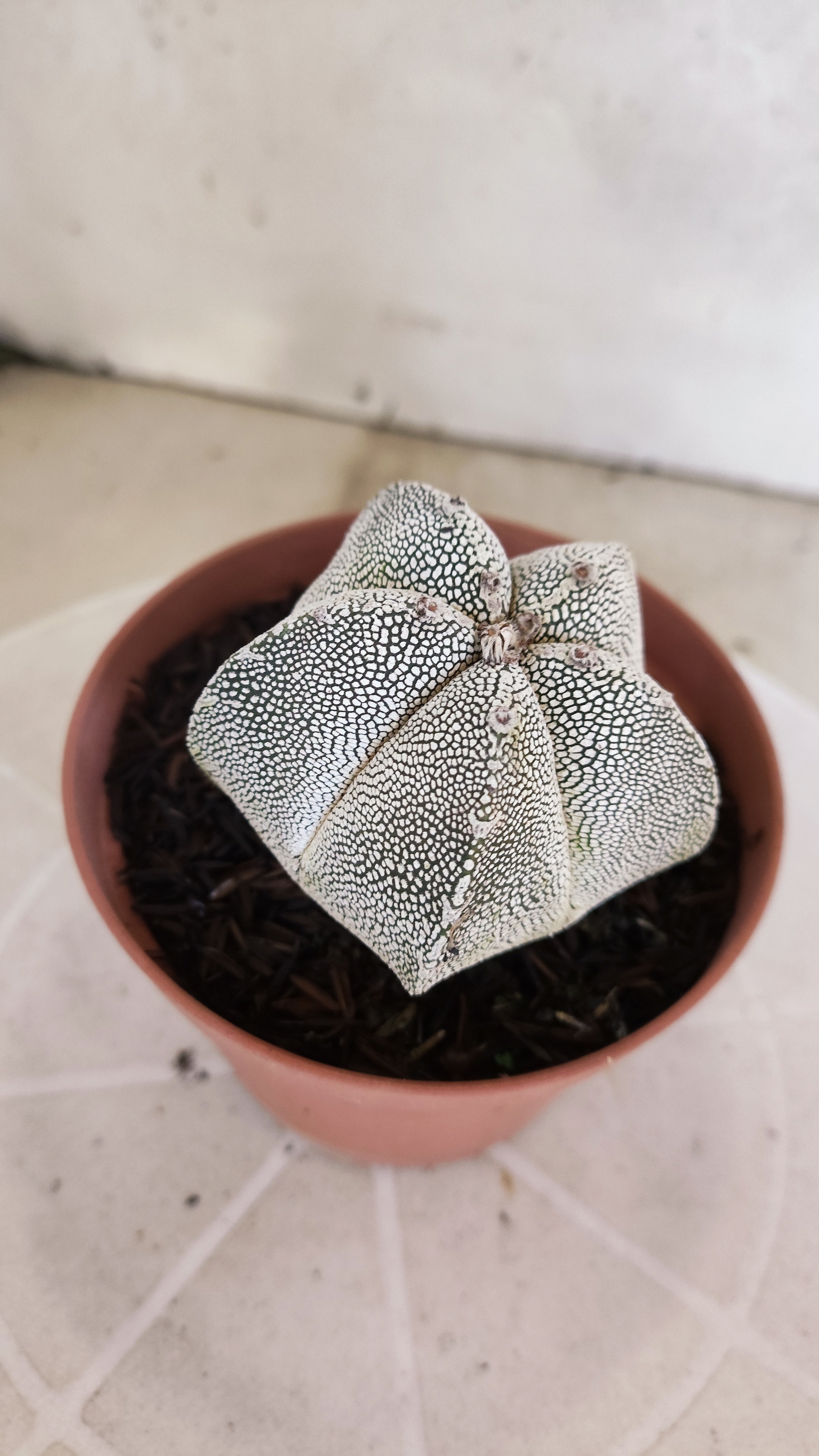 ASTROPHYTUM MYRIOSTIGMA Onzuka  Nº 773 – vaso 11