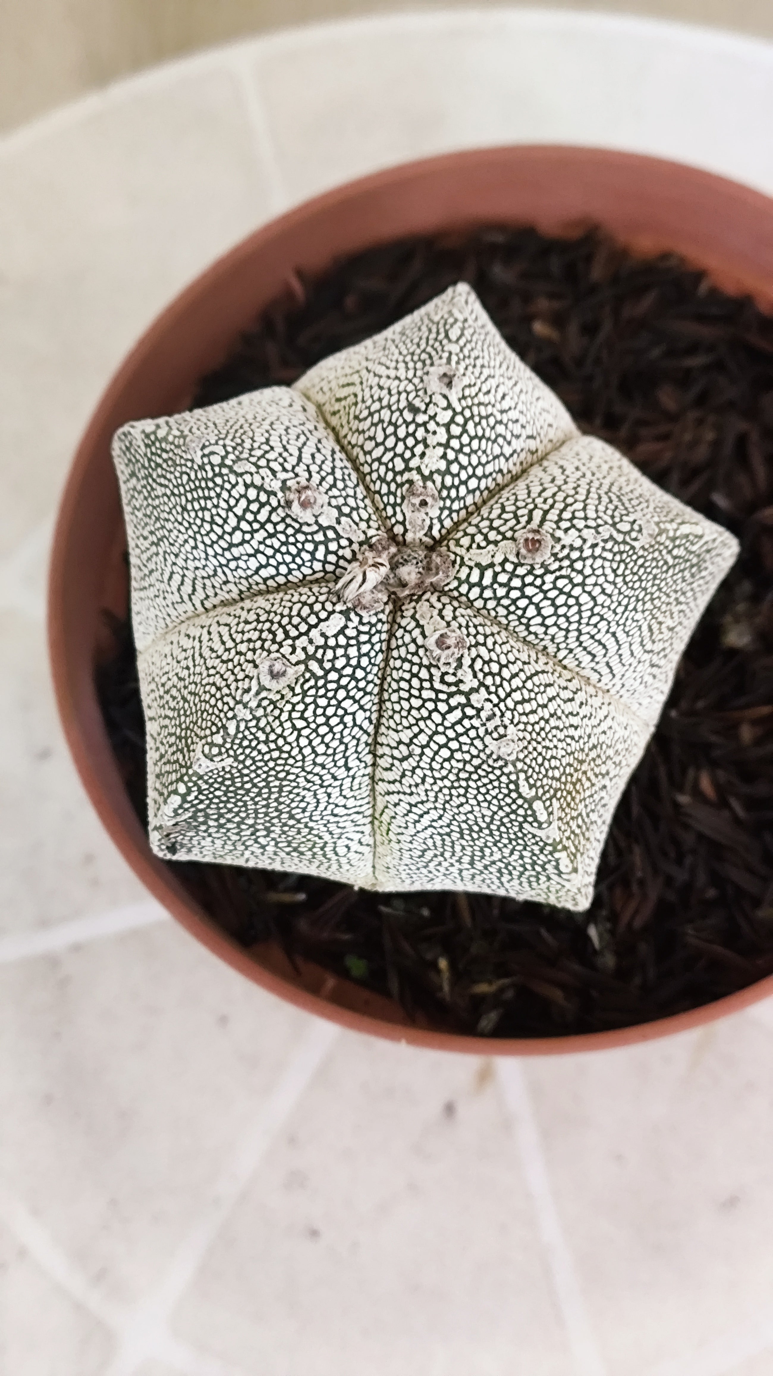 ASTROPHYTUM MYRIOSTIGMA Onzuka  Nº 773 – vaso 11