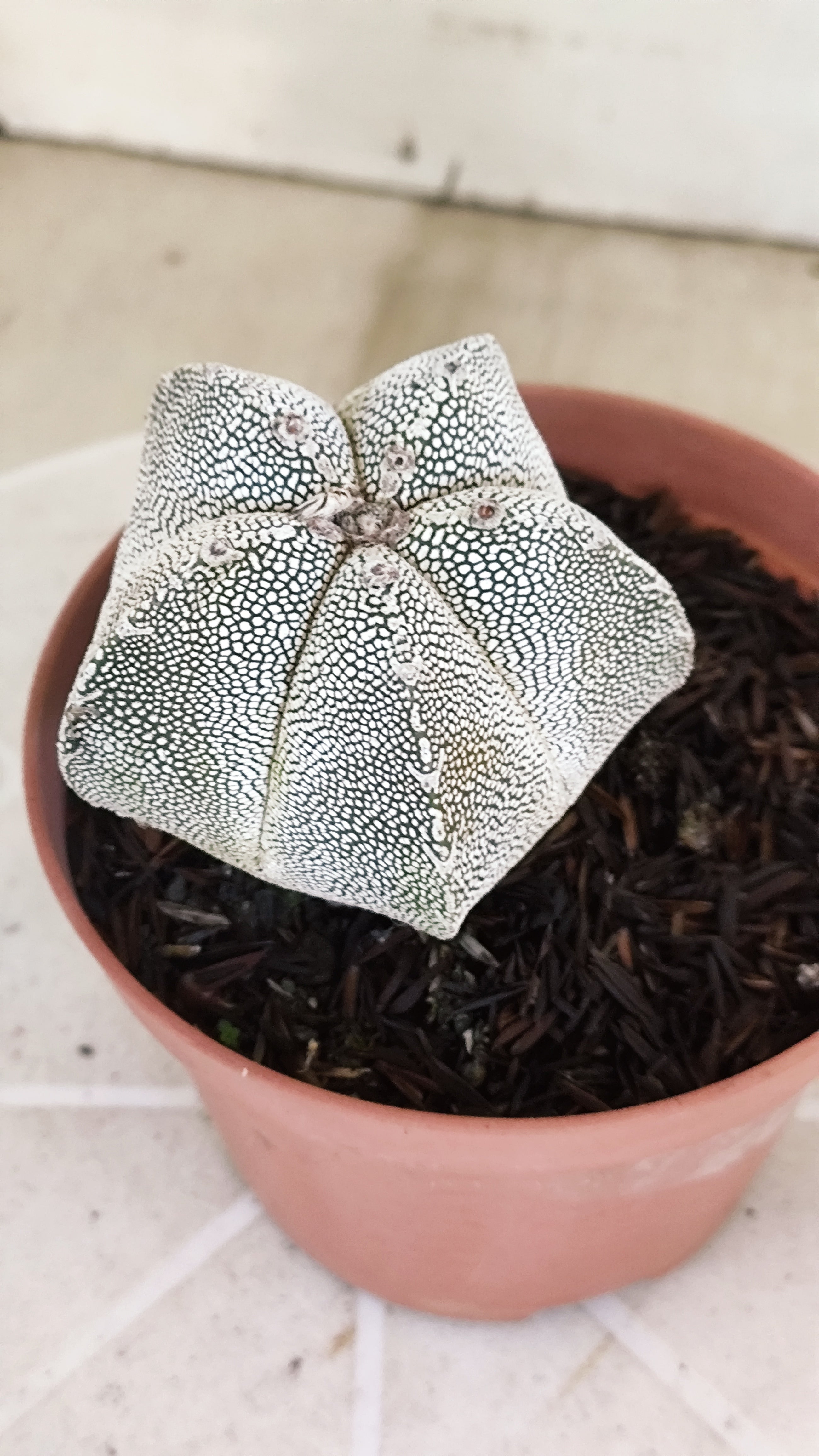 ASTROPHYTUM MYRIOSTIGMA Onzuka  Nº 773 – vaso 11