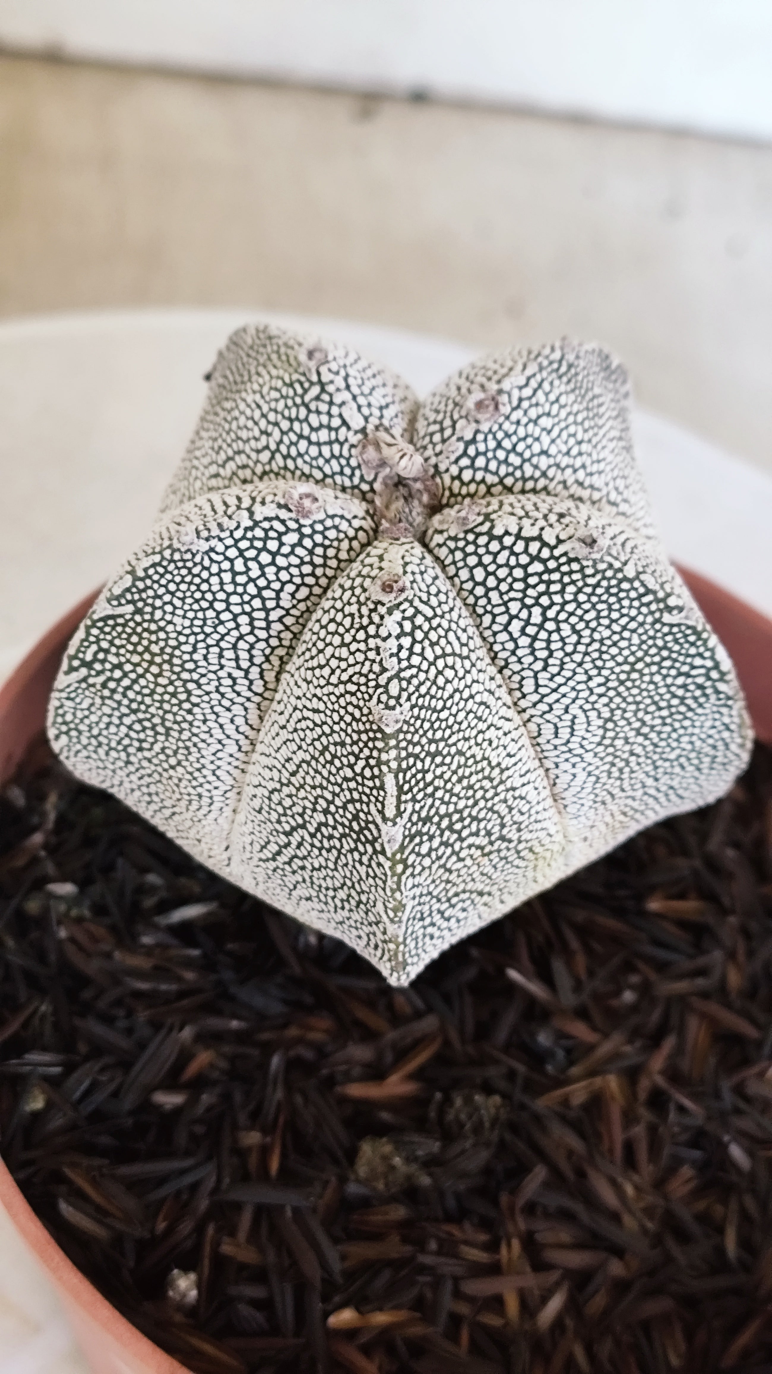 ASTROPHYTUM MYRIOSTIGMA Onzuka  Nº 773 – vaso 11