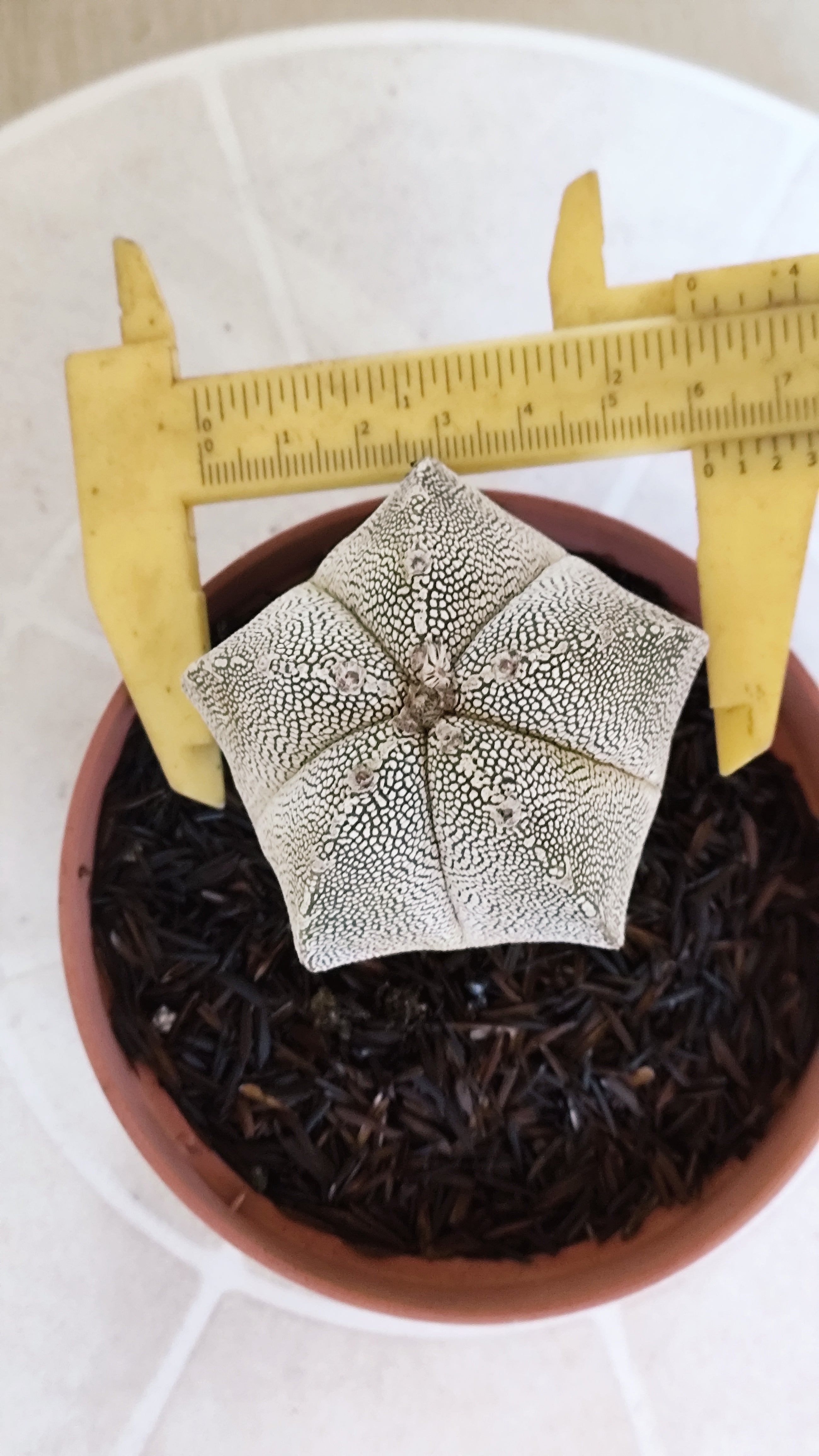 ASTROPHYTUM MYRIOSTIGMA Onzuka  Nº 773 – vaso 11