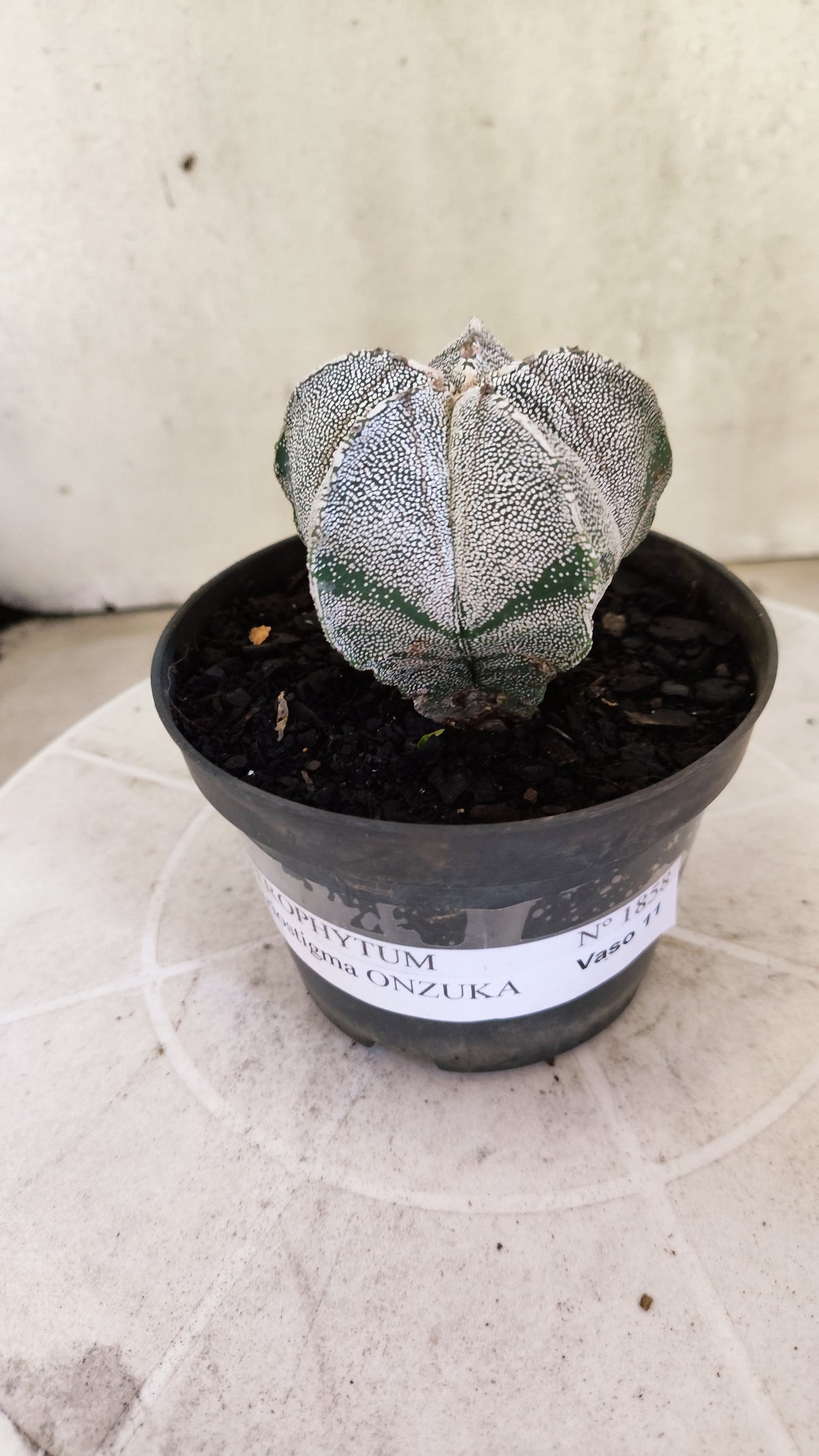 ASTROPHYTUM MYRIOSTIGMA Onzuka  Nº 1858 – vaso 11