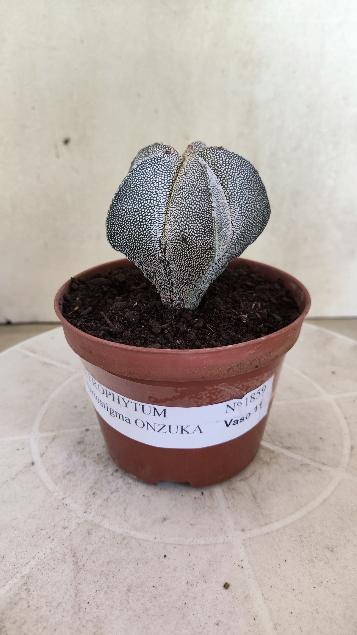 ASTROPHYTUM MYRIOSTIGMA Onzuka  Nº 1859 – vaso 11