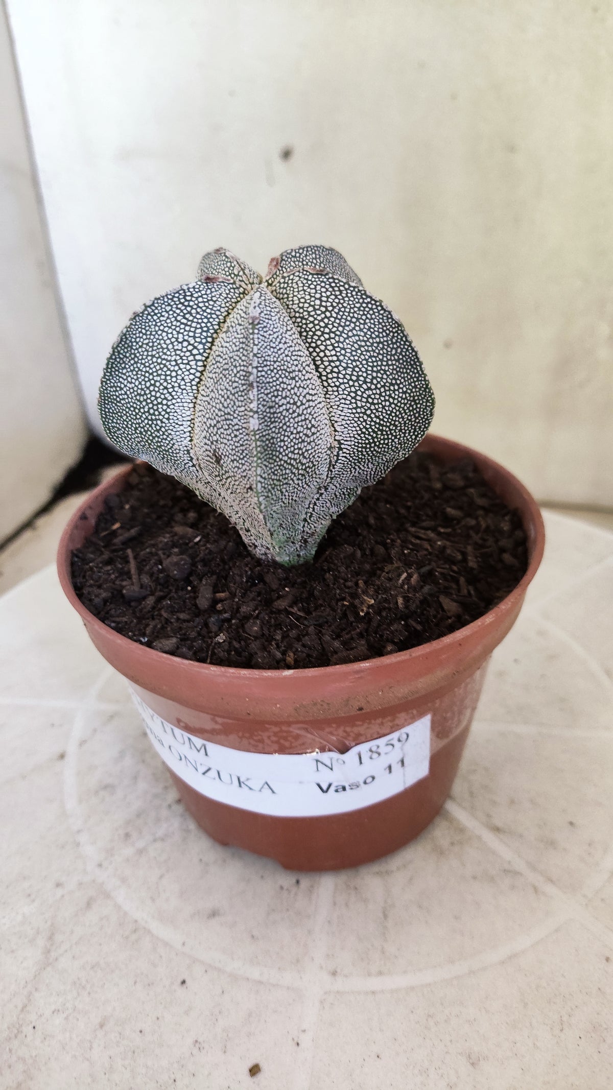 ASTROPHYTUM MYRIOSTIGMA Onzuka  Nº 1859 – vaso 11