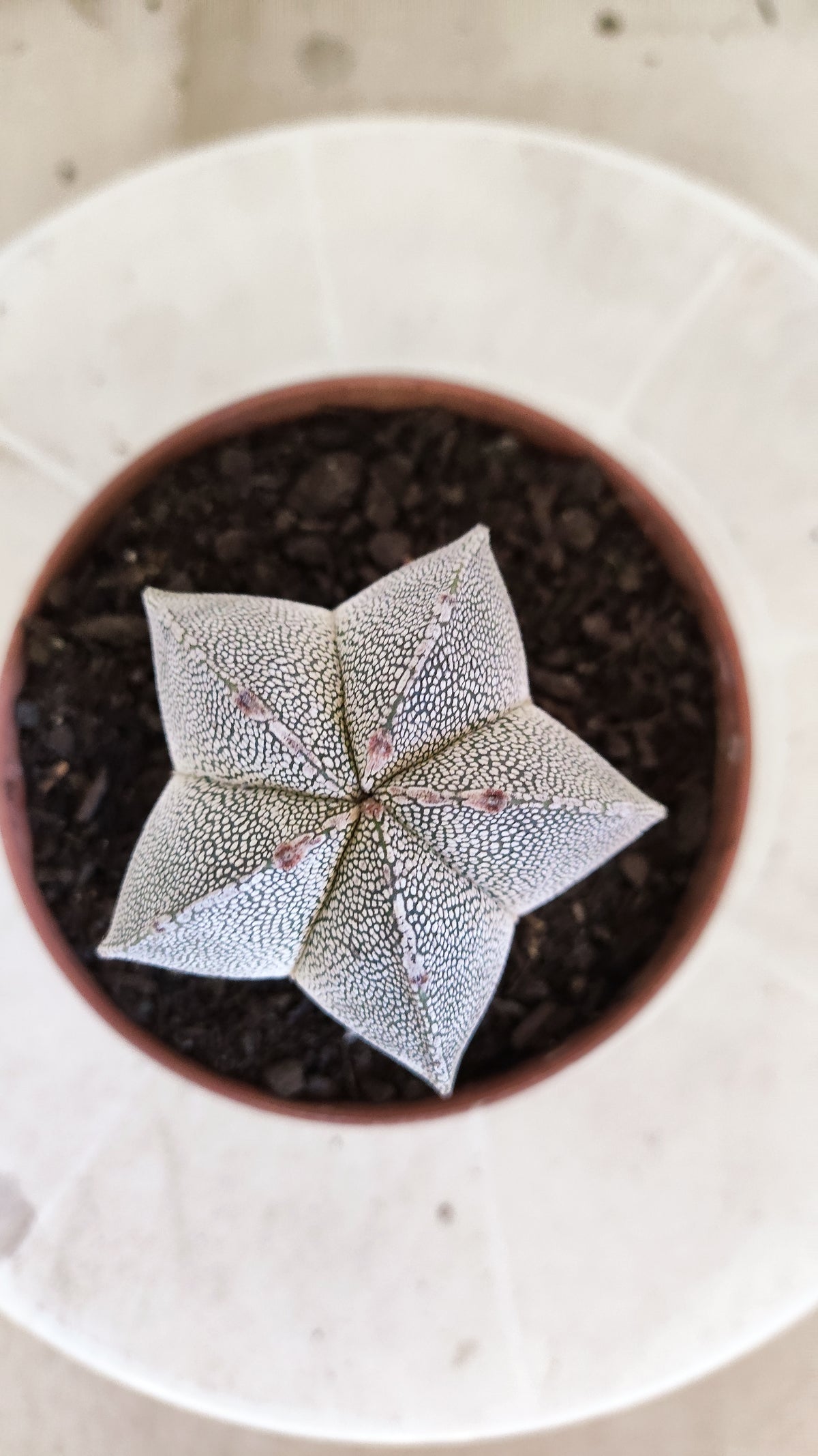 ASTROPHYTUM MYRIOSTIGMA Onzuka  Nº 1859 – vaso 11