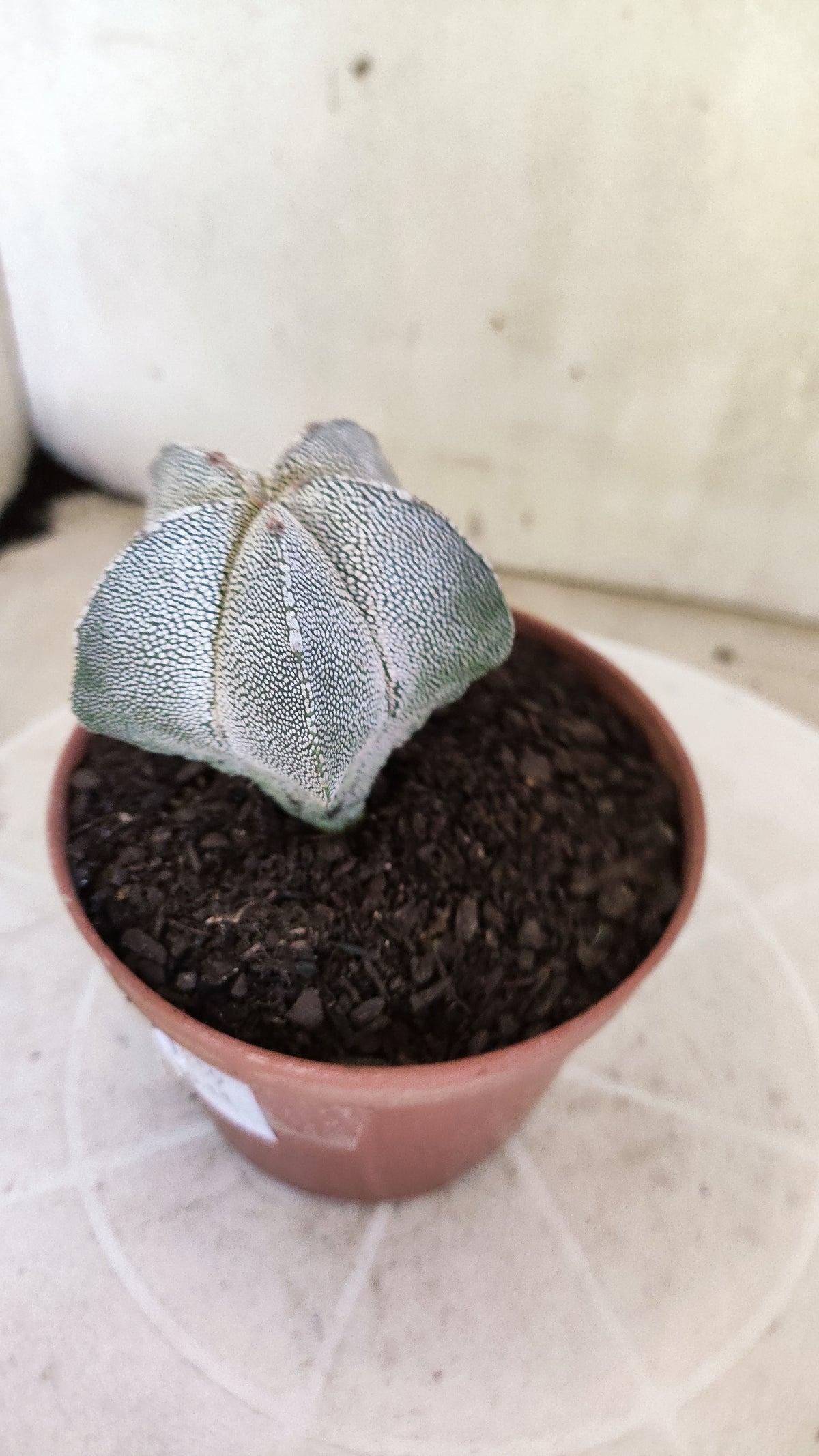 ASTROPHYTUM MYRIOSTIGMA Onzuka  Nº 1859 – vaso 11