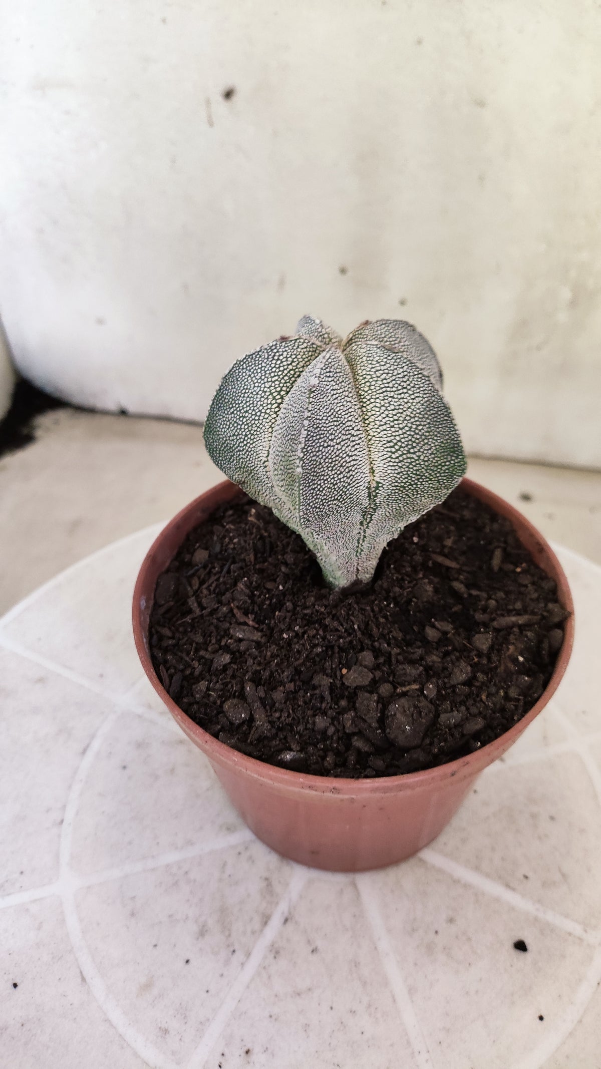 ASTROPHYTUM MYRIOSTIGMA Onzuka  Nº 1859 – vaso 11