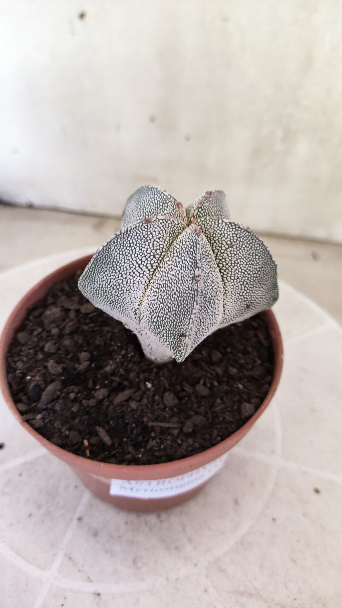 ASTROPHYTUM MYRIOSTIGMA Onzuka  Nº 1859 – vaso 11