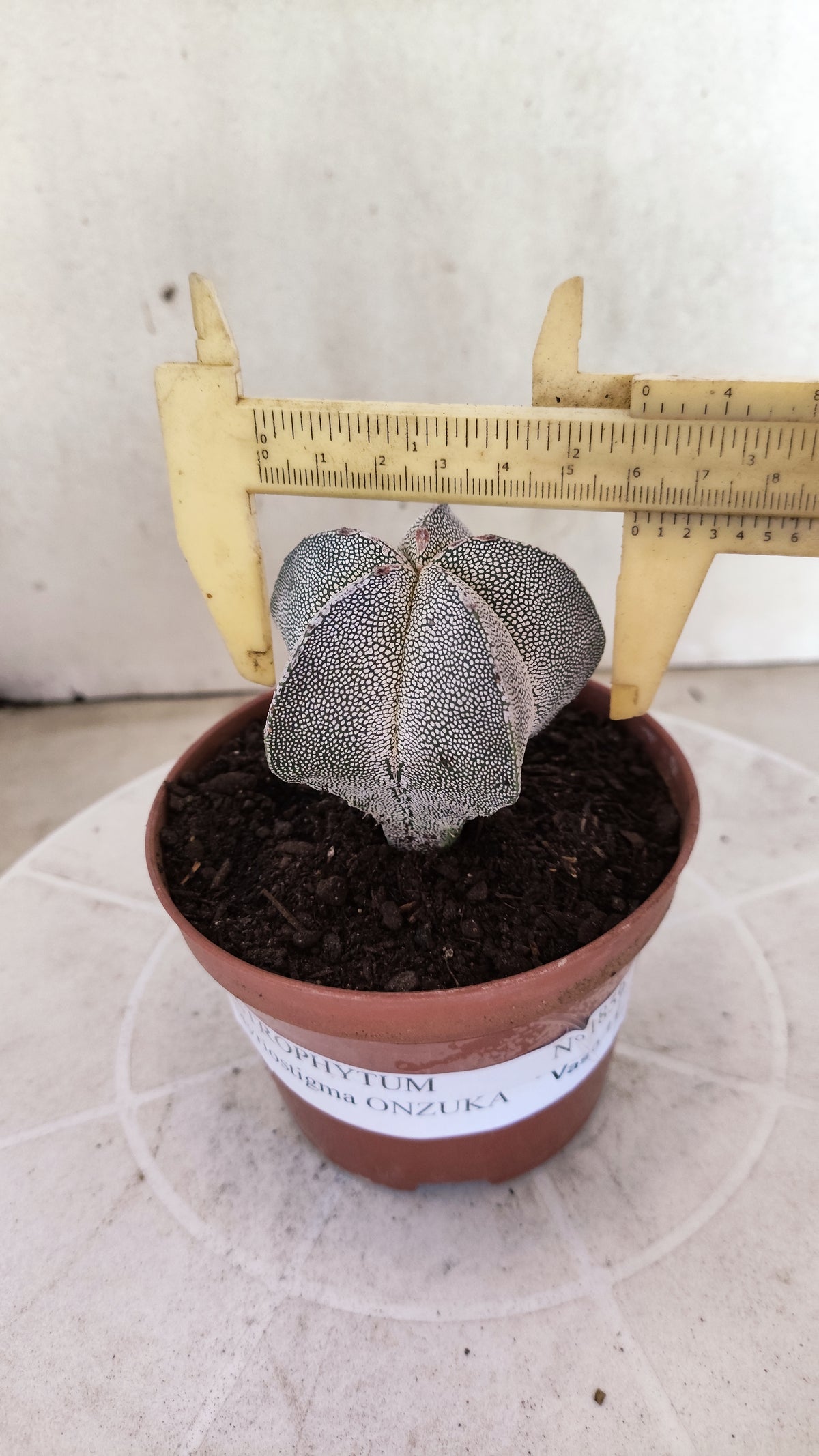 ASTROPHYTUM MYRIOSTIGMA Onzuka  Nº 1859 – vaso 11