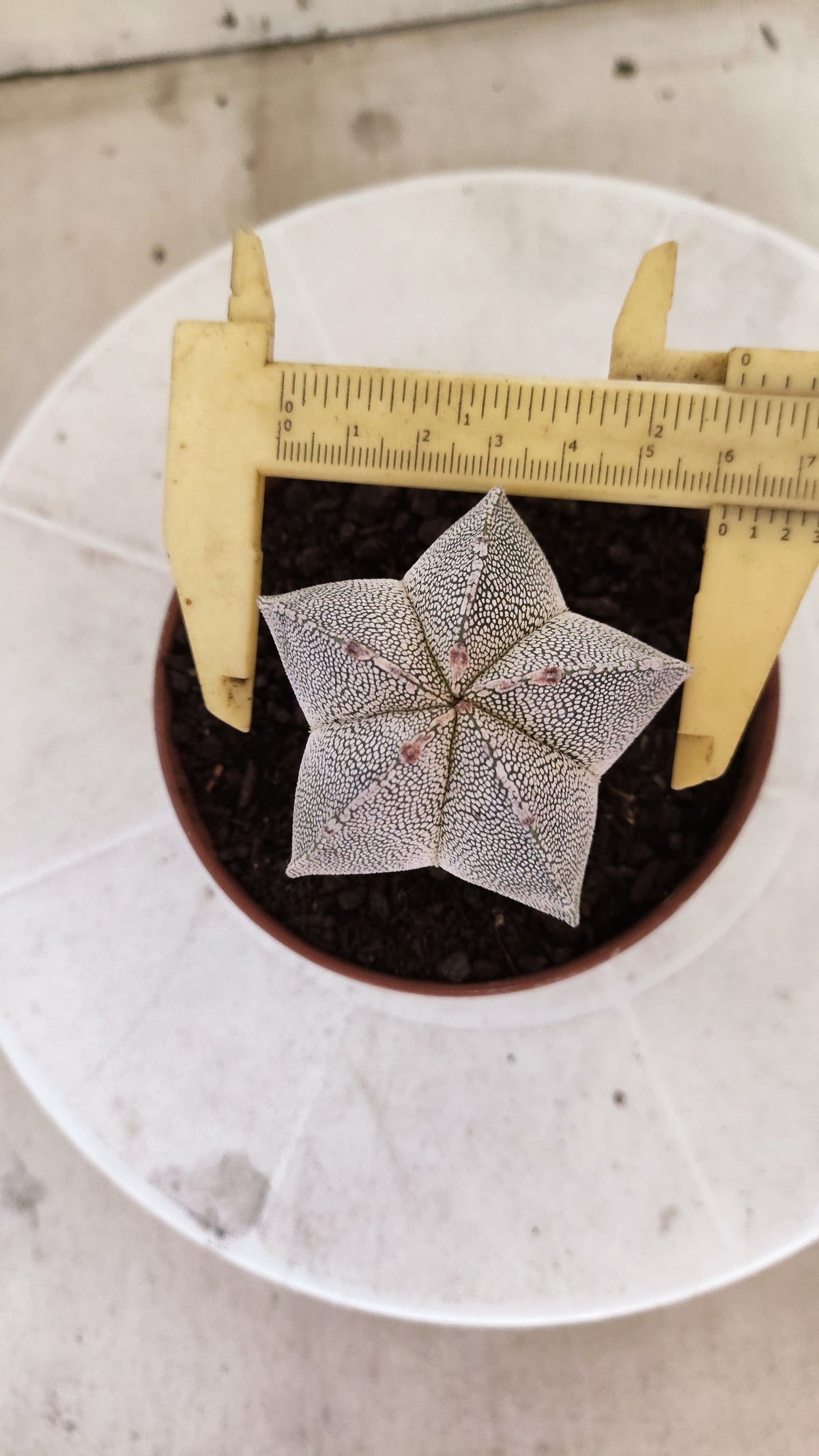 ASTROPHYTUM MYRIOSTIGMA Onzuka  Nº 1859 – vaso 11