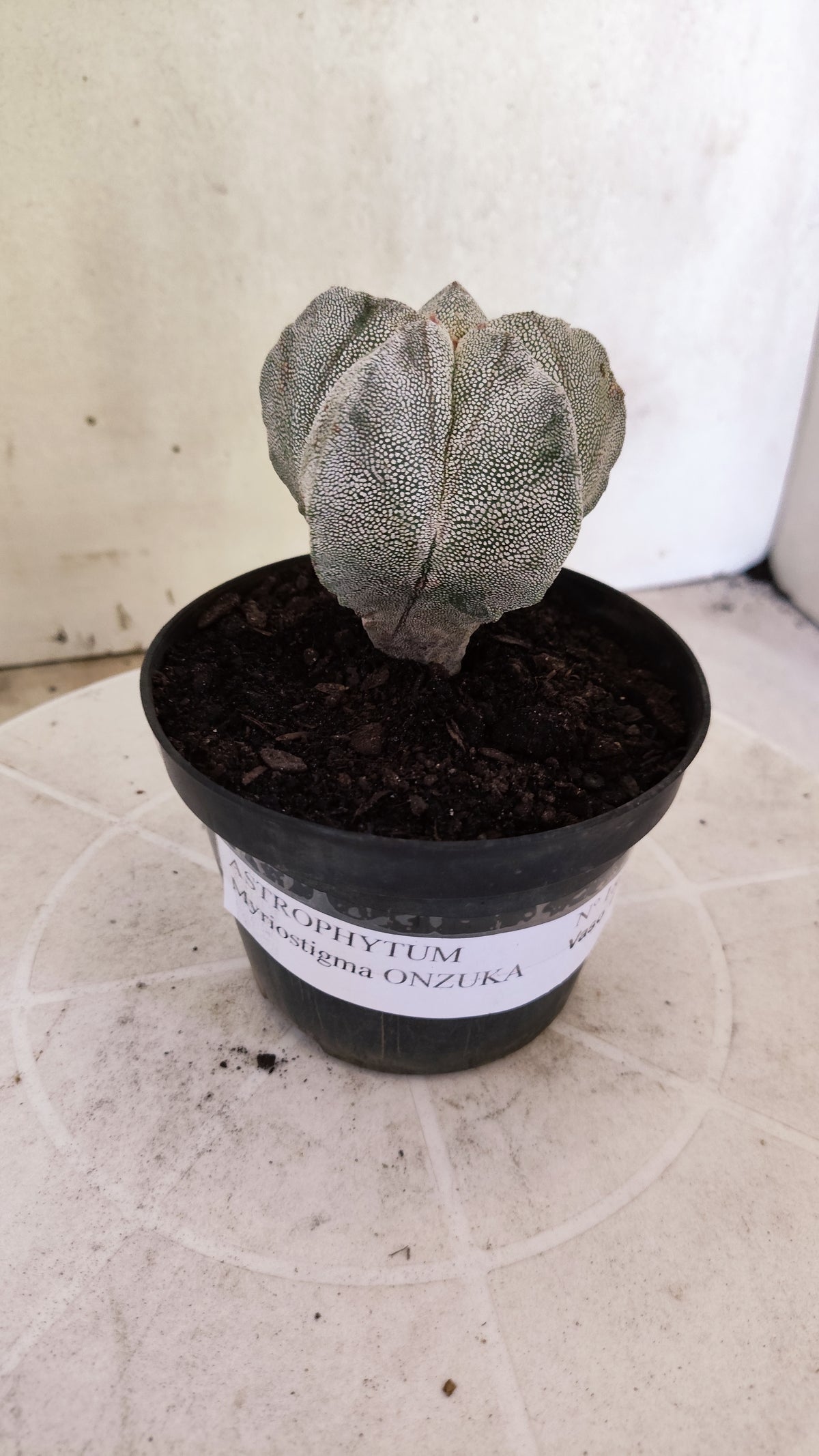 ASTROPHYTUM MYRIOSTIGMA Onzuka  Nº 1860 – vaso 11
