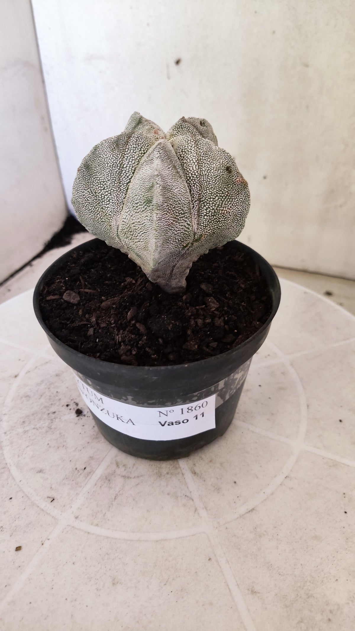 ASTROPHYTUM MYRIOSTIGMA Onzuka  Nº 1860 – vaso 11