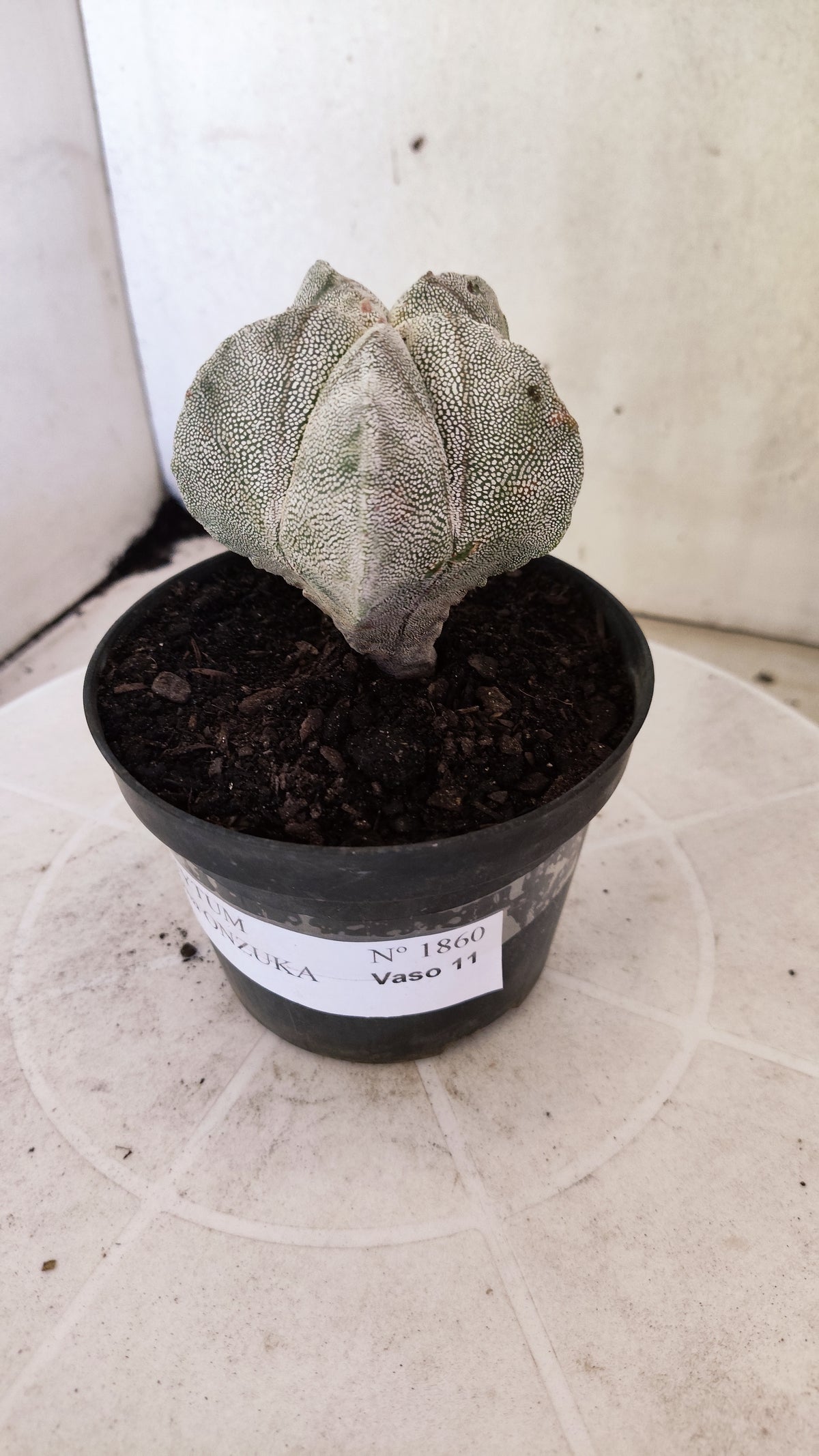 ASTROPHYTUM MYRIOSTIGMA Onzuka  Nº 1860 – vaso 11