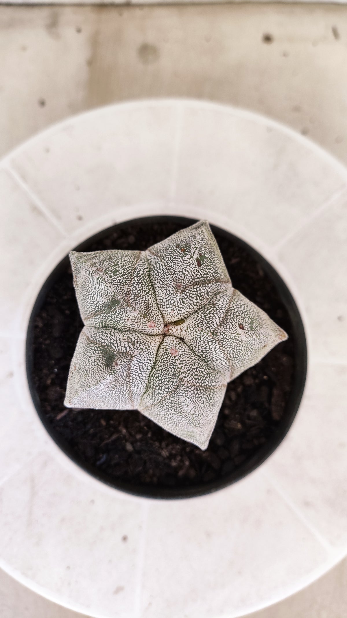 ASTROPHYTUM MYRIOSTIGMA Onzuka  Nº 1860 – vaso 11