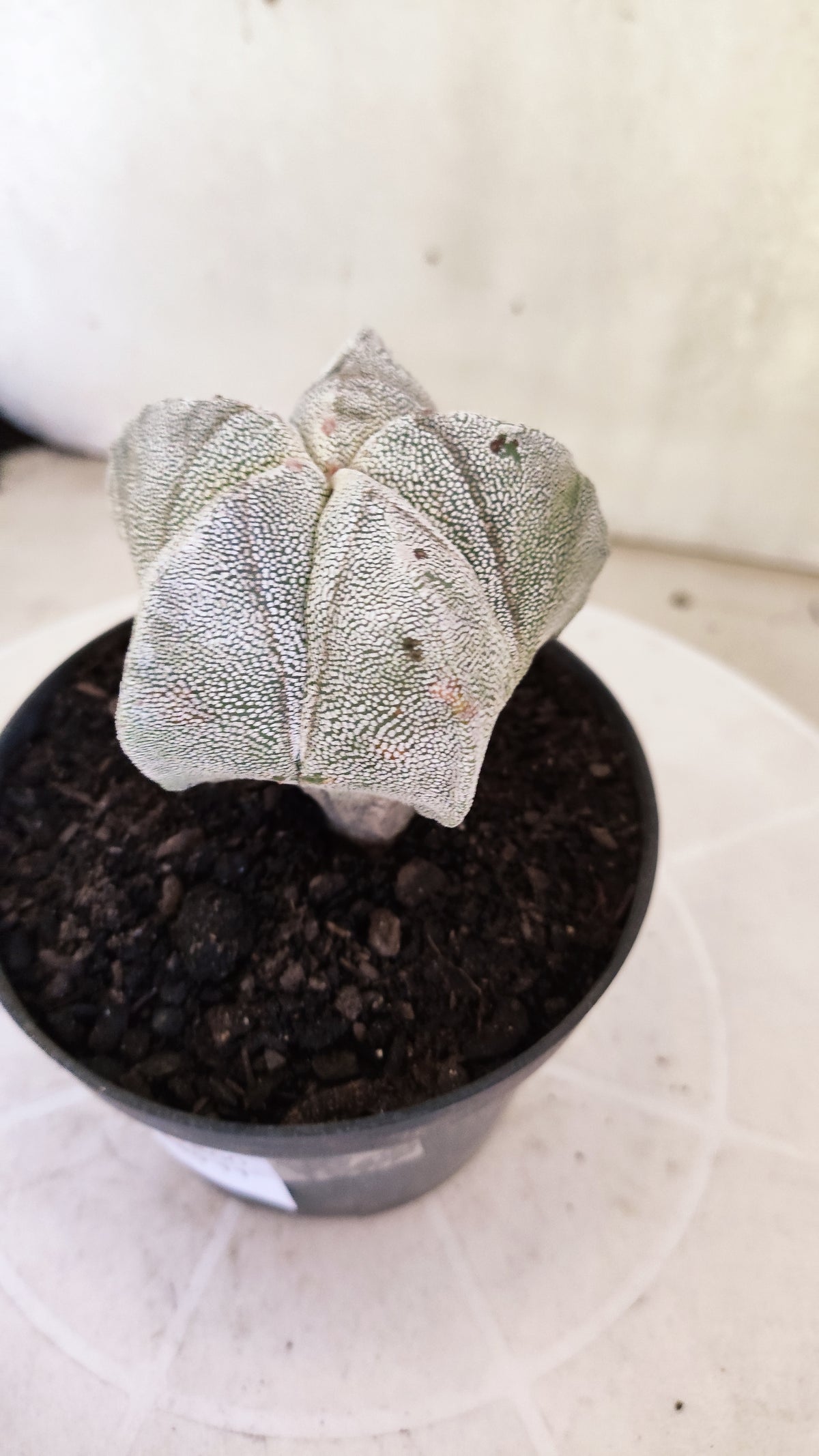 ASTROPHYTUM MYRIOSTIGMA Onzuka  Nº 1860 – vaso 11
