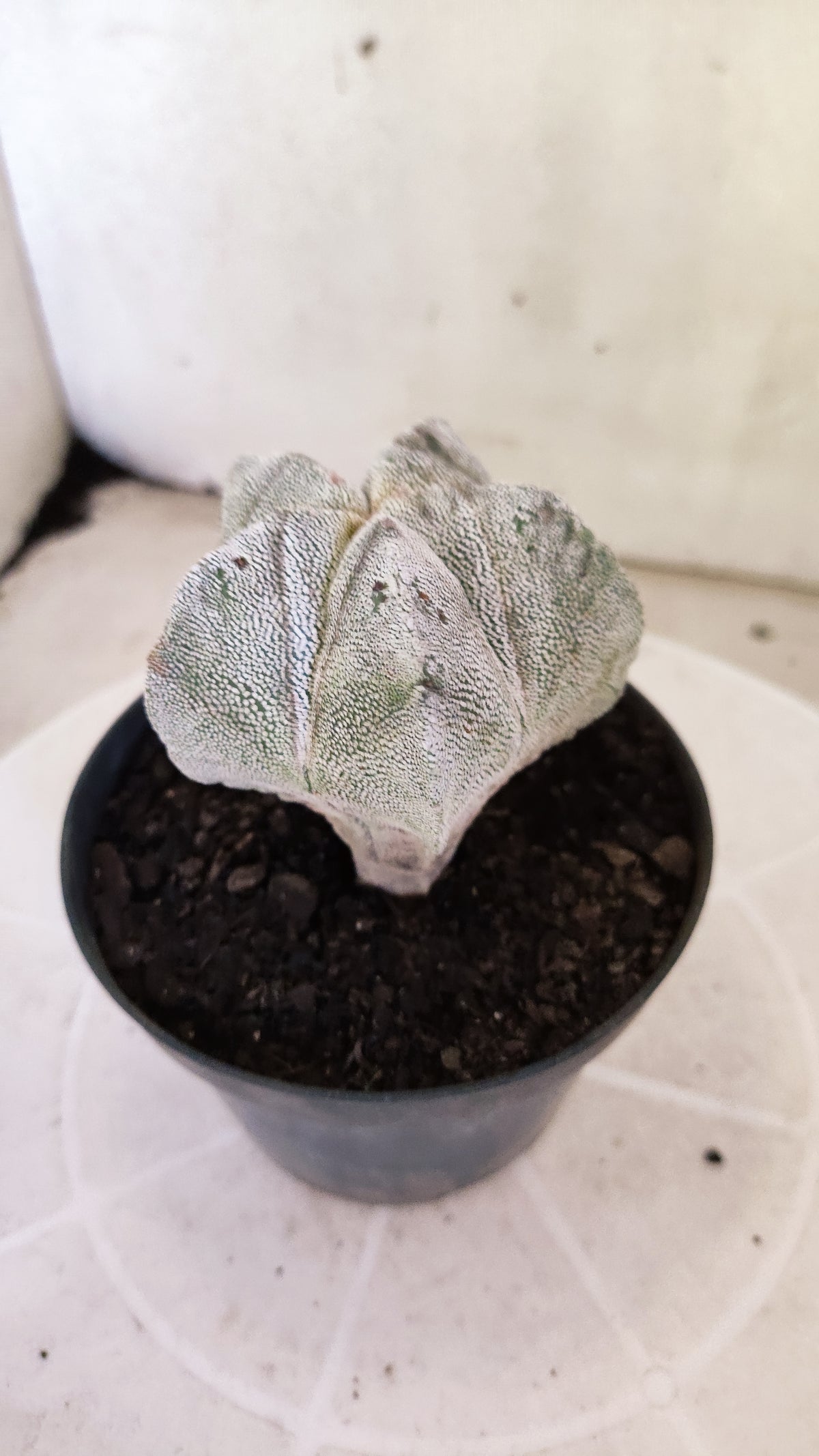 ASTROPHYTUM MYRIOSTIGMA Onzuka  Nº 1860 – vaso 11