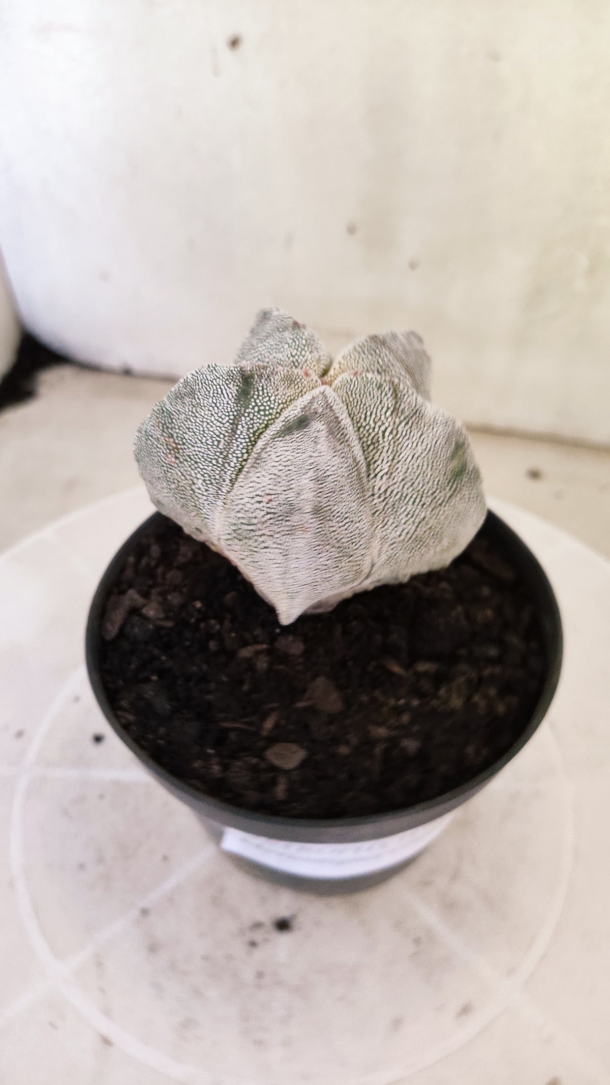 ASTROPHYTUM MYRIOSTIGMA Onzuka  Nº 1860 – vaso 11
