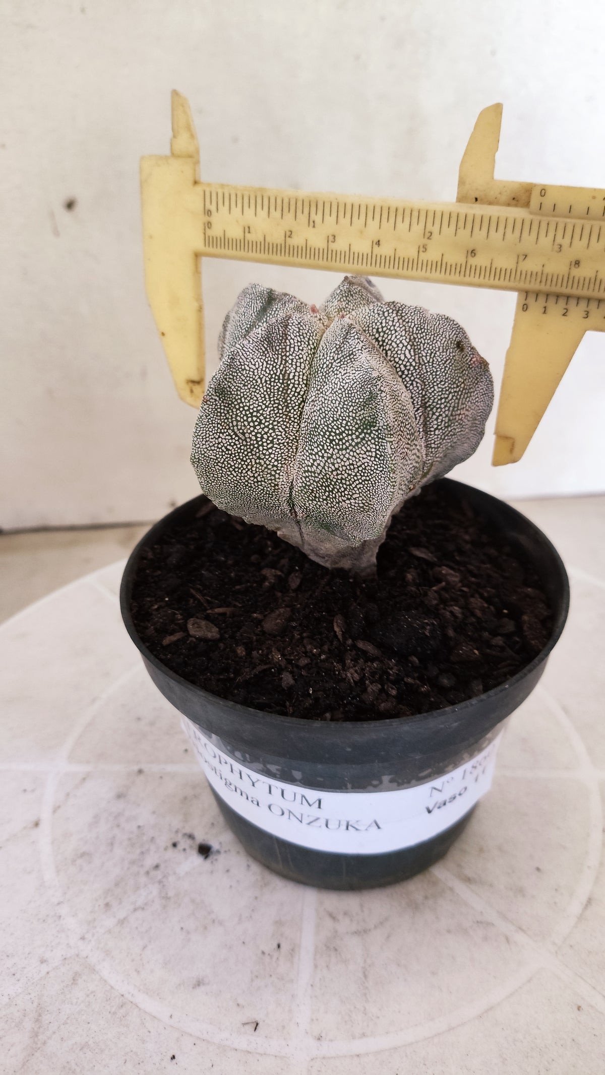 ASTROPHYTUM MYRIOSTIGMA Onzuka  Nº 1860 – vaso 11