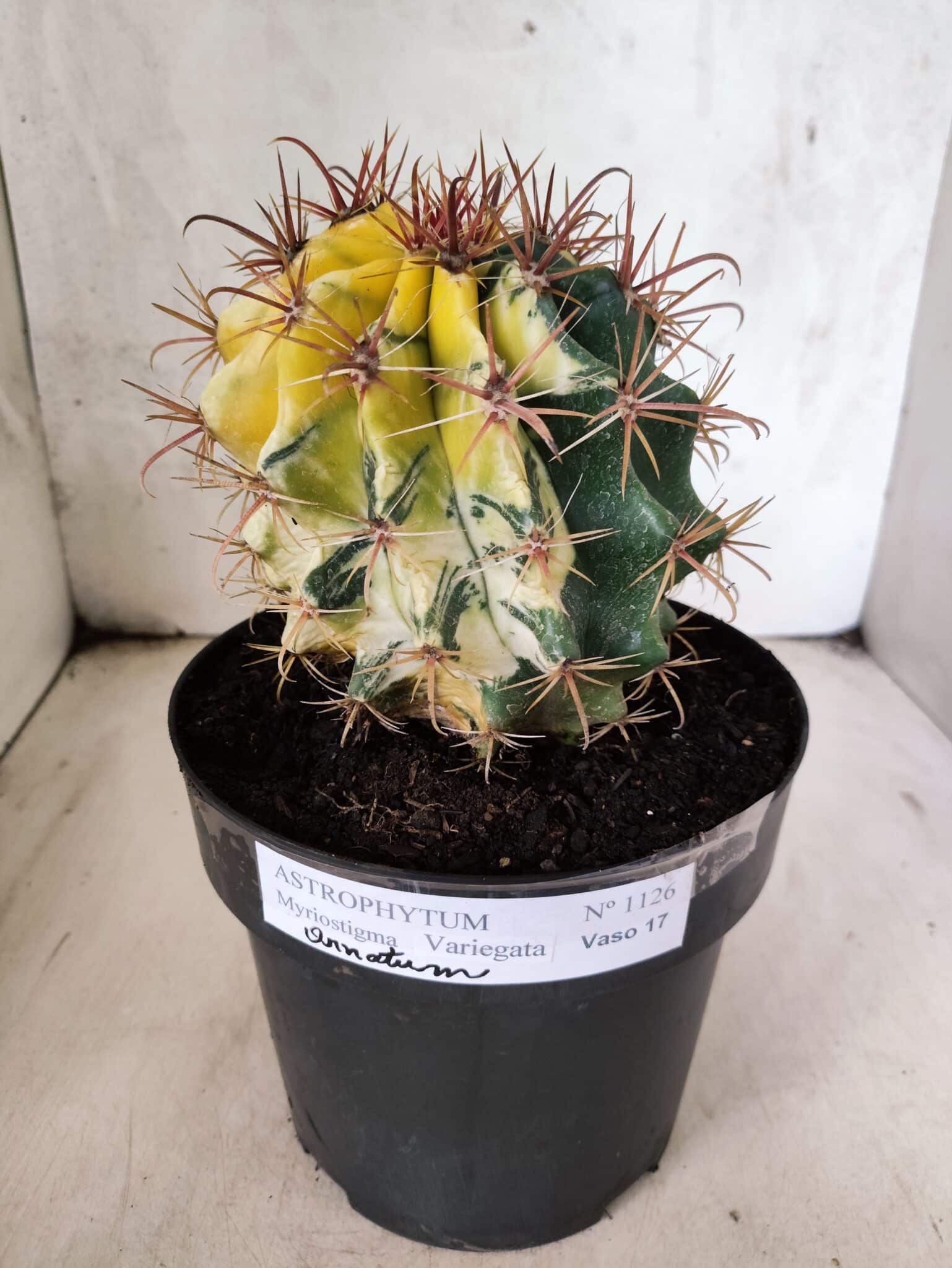MATRIZ ASTROPHYTUM ORNATUM "Variegata" Nº 10 – vaso 17 - foto 2