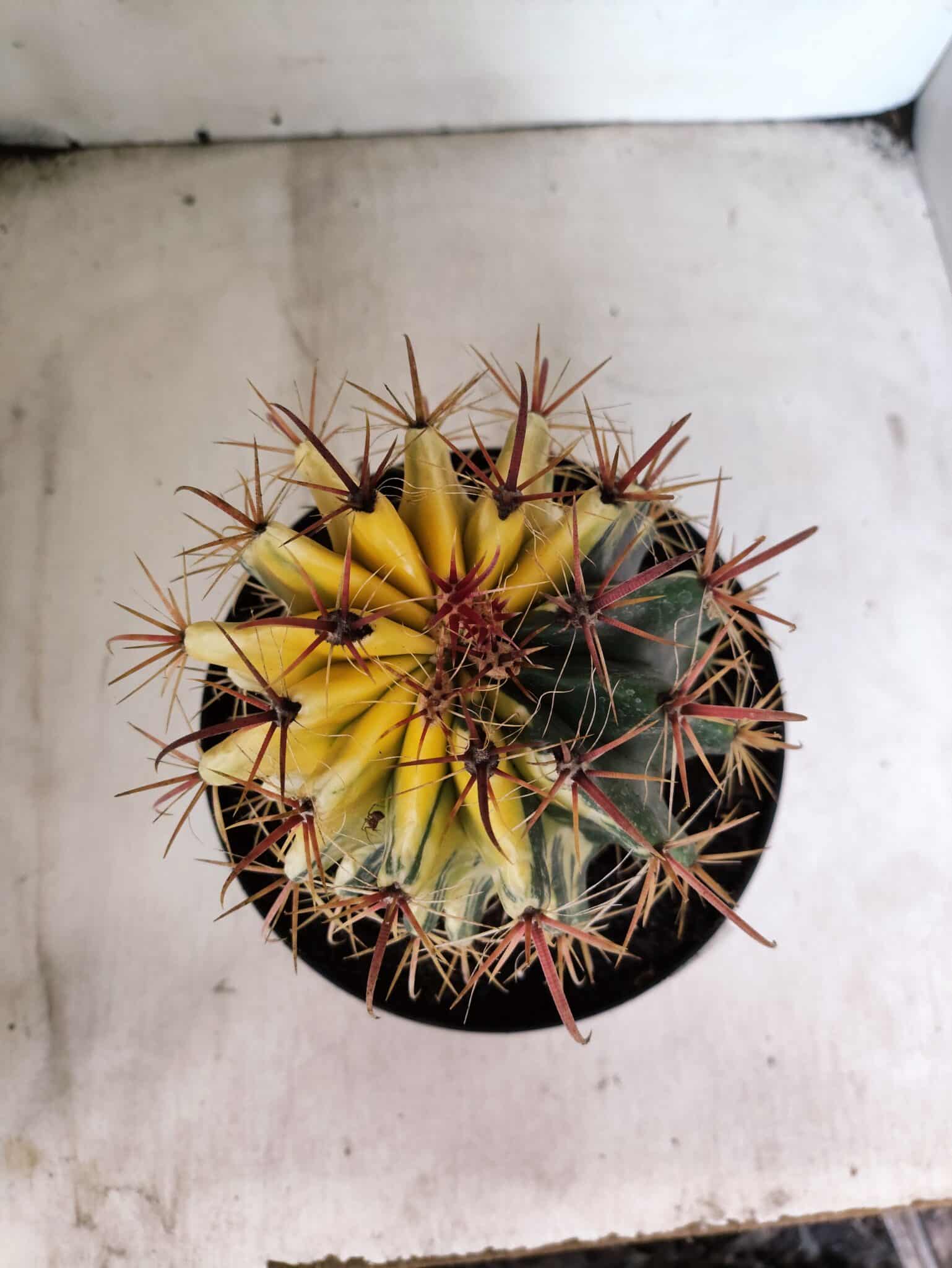 MATRIZ ASTROPHYTUM ORNATUM "Variegata" Nº 10 – vaso 17 - foto 3