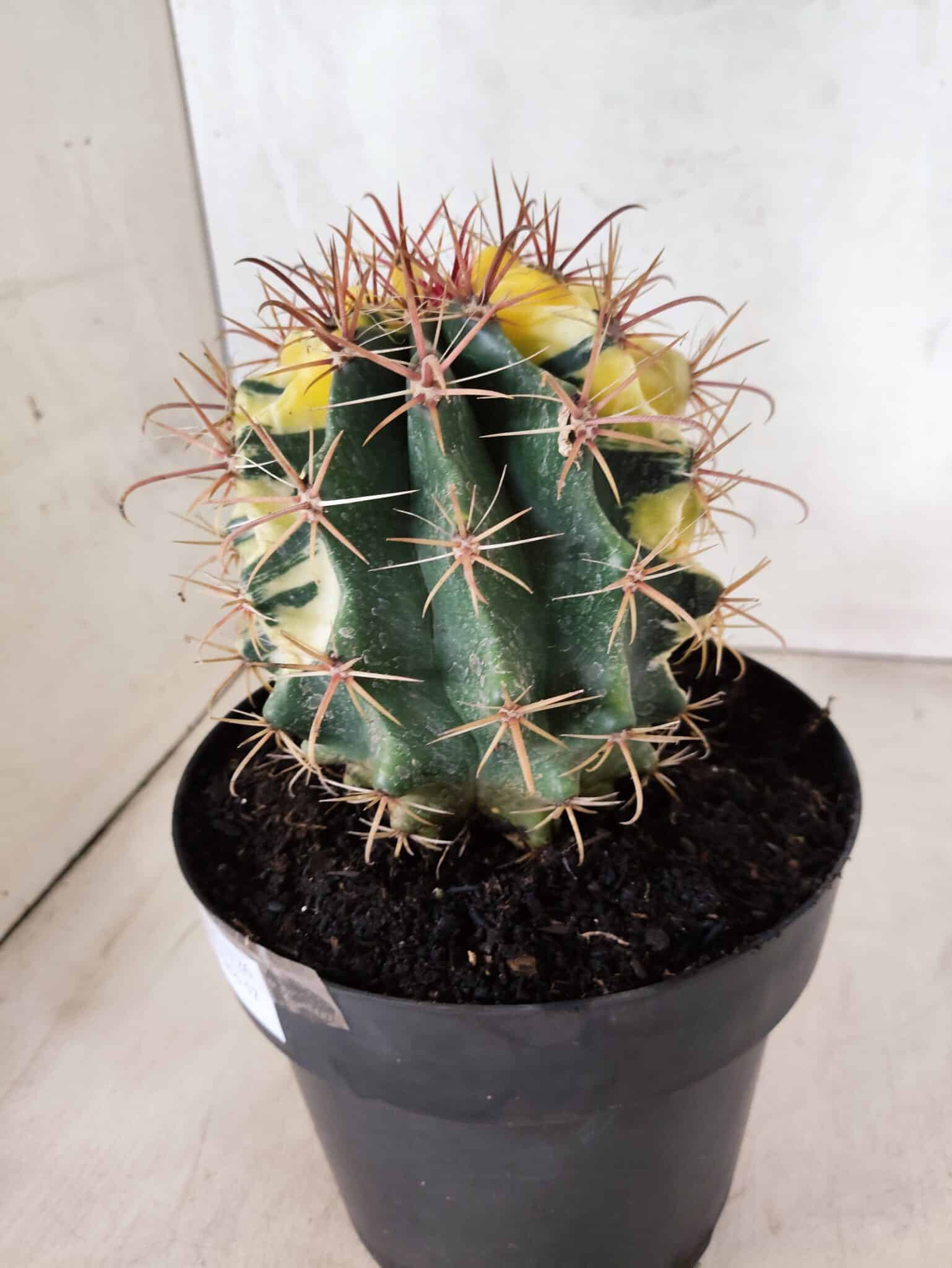 MATRIZ ASTROPHYTUM ORNATUM "Variegata" Nº 10 – vaso 17 - foto 8
