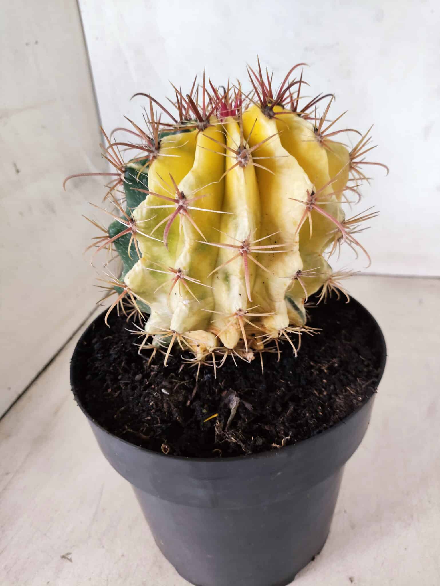 MATRIZ ASTROPHYTUM ORNATUM "Variegata" Nº 10 – vaso 17 - foto 7