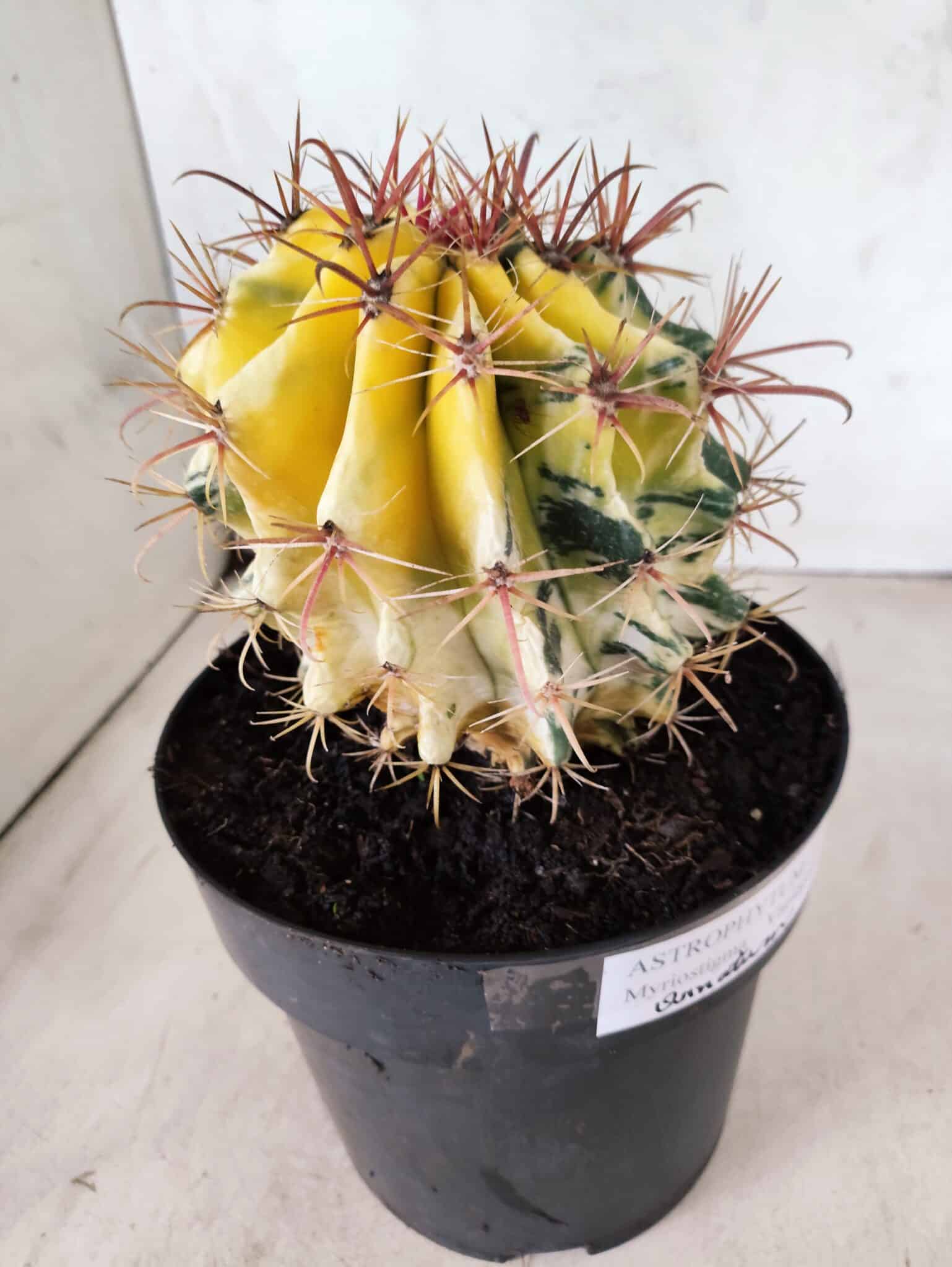 MATRIZ ASTROPHYTUM ORNATUM "Variegata" Nº 10 – vaso 17 - foto 6