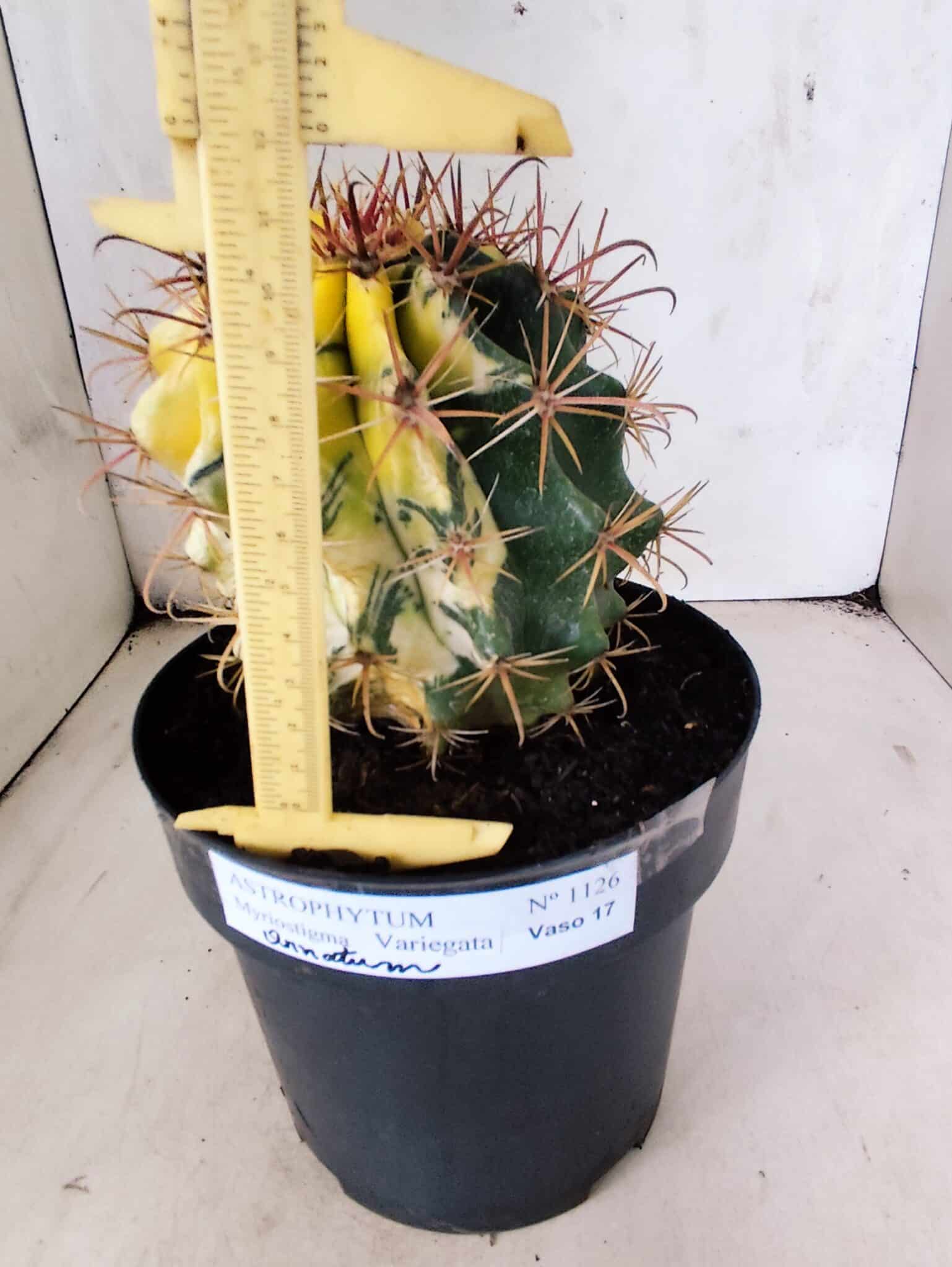 MATRIZ ASTROPHYTUM ORNATUM "Variegata" Nº 10 – vaso 17 - foto 5