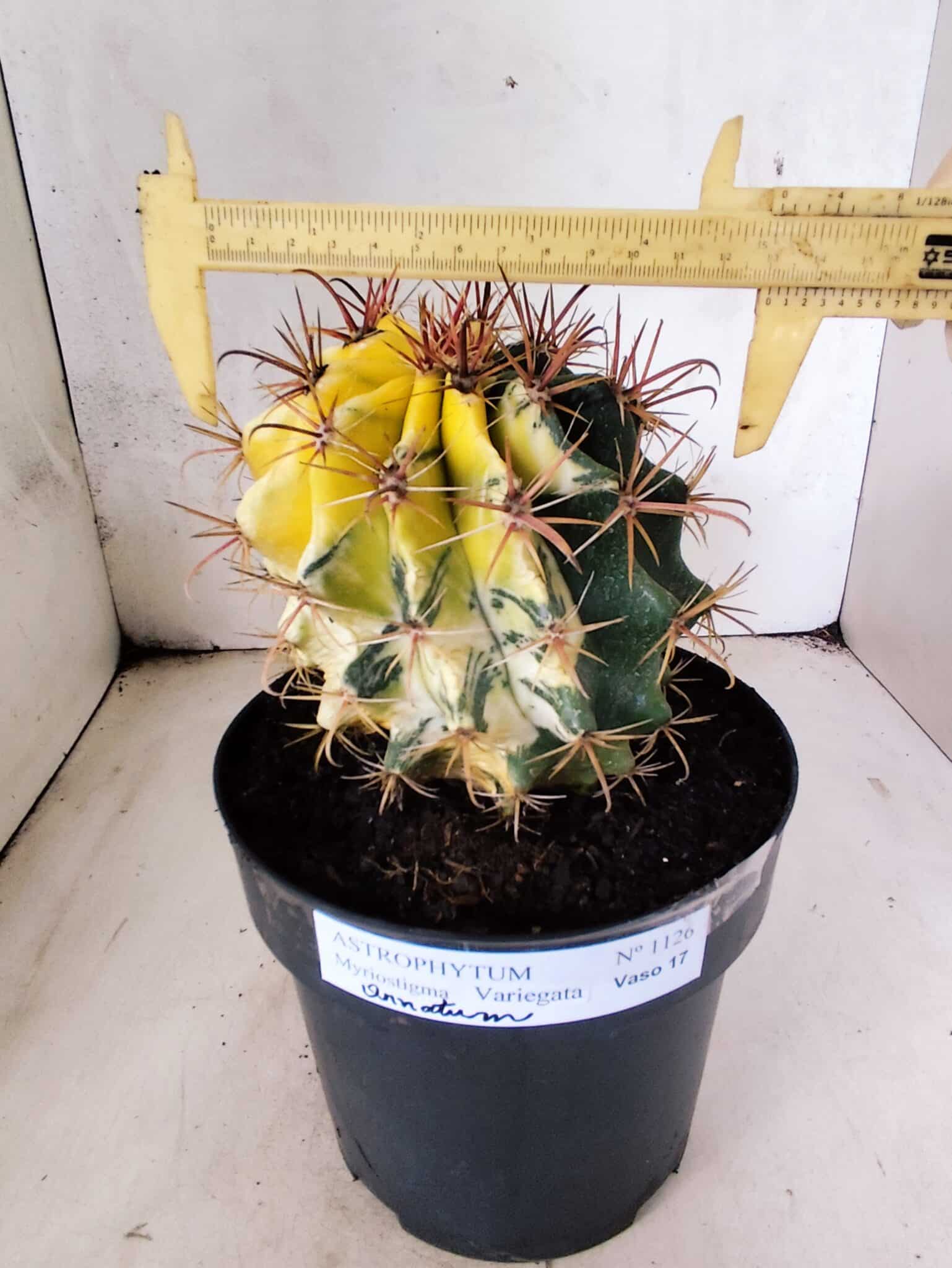 MATRIZ ASTROPHYTUM ORNATUM "Variegata" Nº 10 – vaso 17 - foto 4