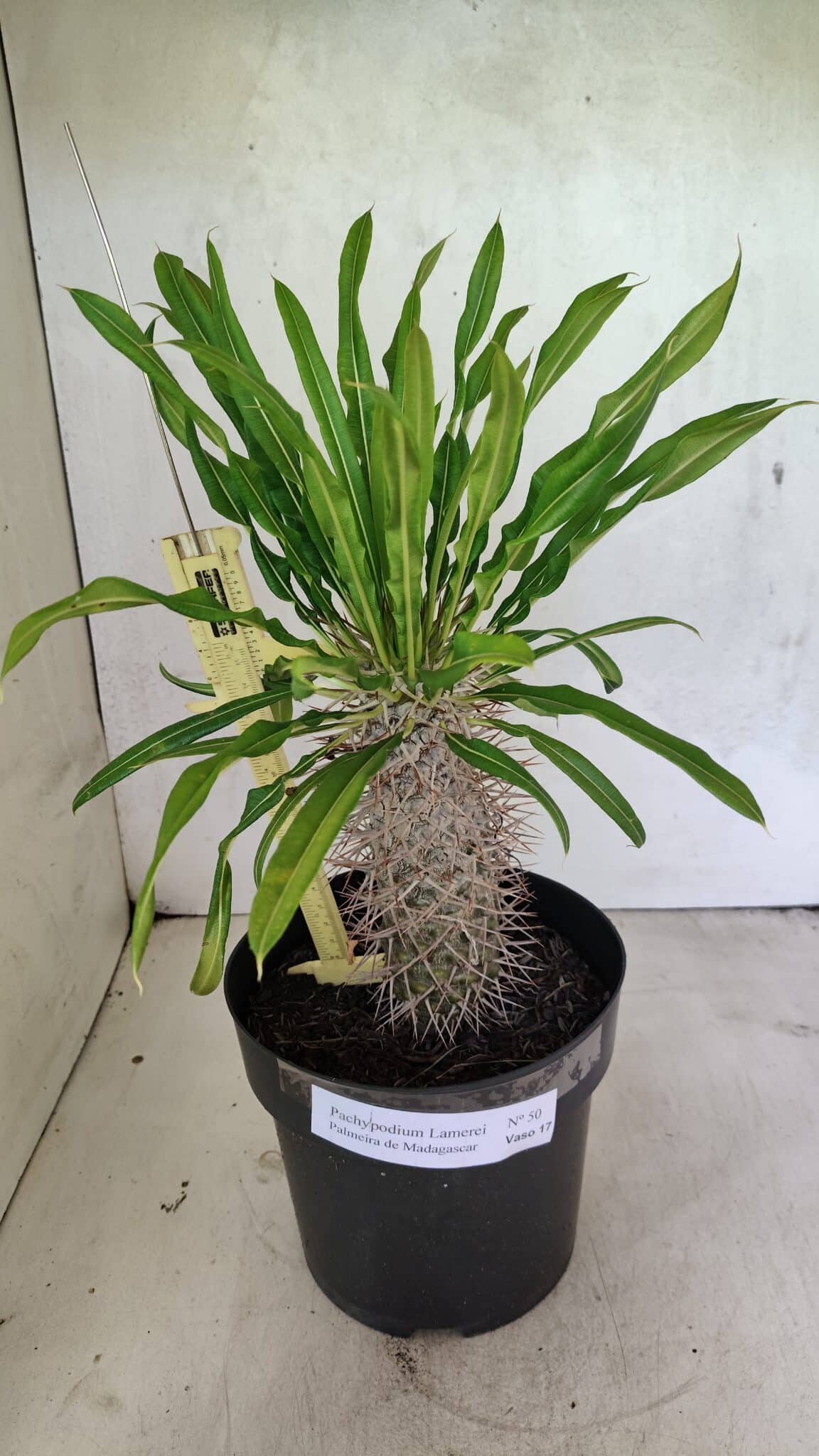 Pachypodium Lamerei "Palmeira de Madagascar" - Nº 50 - foto 2
