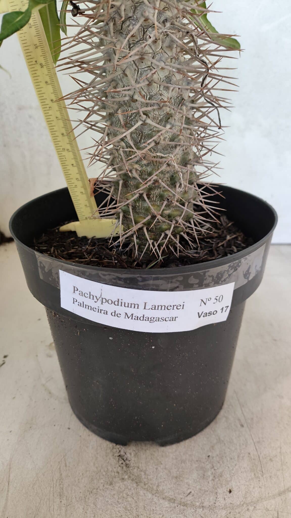 Pachypodium Lamerei "Palmeira de Madagascar" - Nº 50 - foto 4