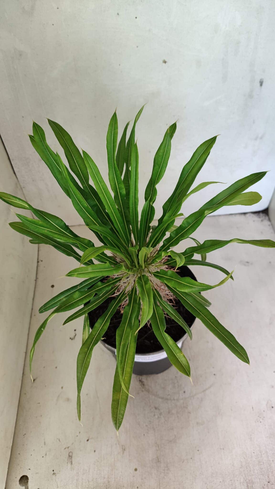 Pachypodium Lamerei "Palmeira de Madagascar" - Nº 50 - foto 3