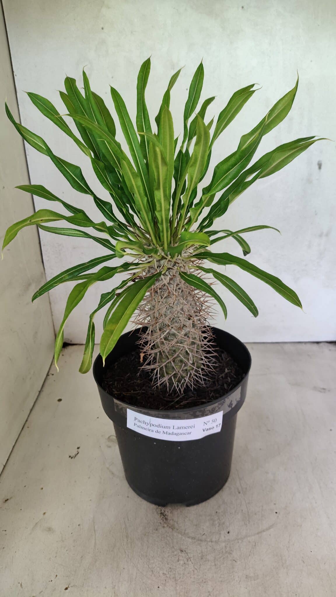 Pachypodium Lamerei "Palmeira de Madagascar" - Nº 50 - foto 8