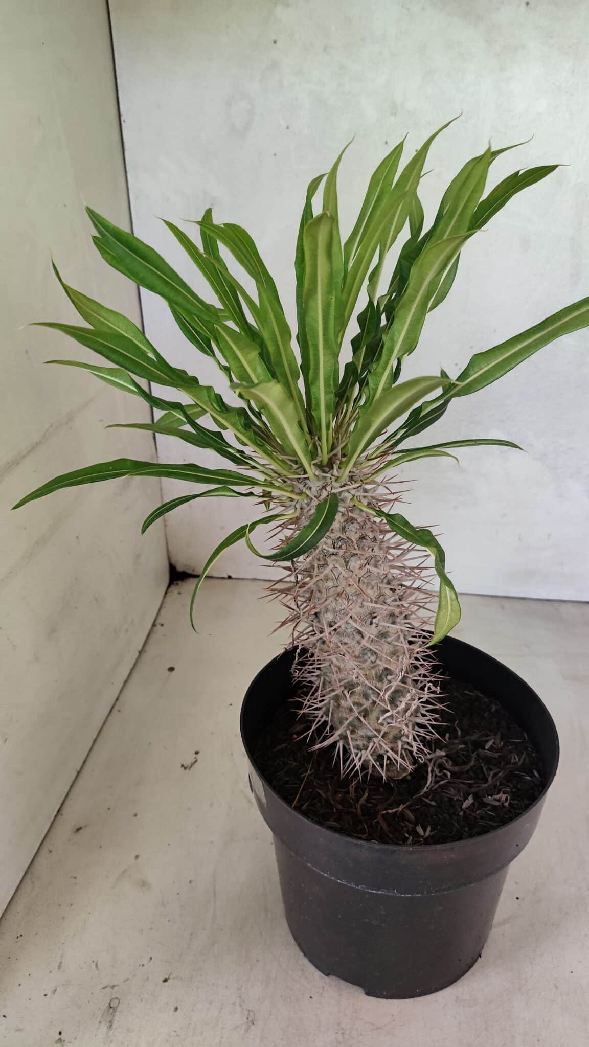 Pachypodium Lamerei "Palmeira de Madagascar" - Nº 50 - foto 7