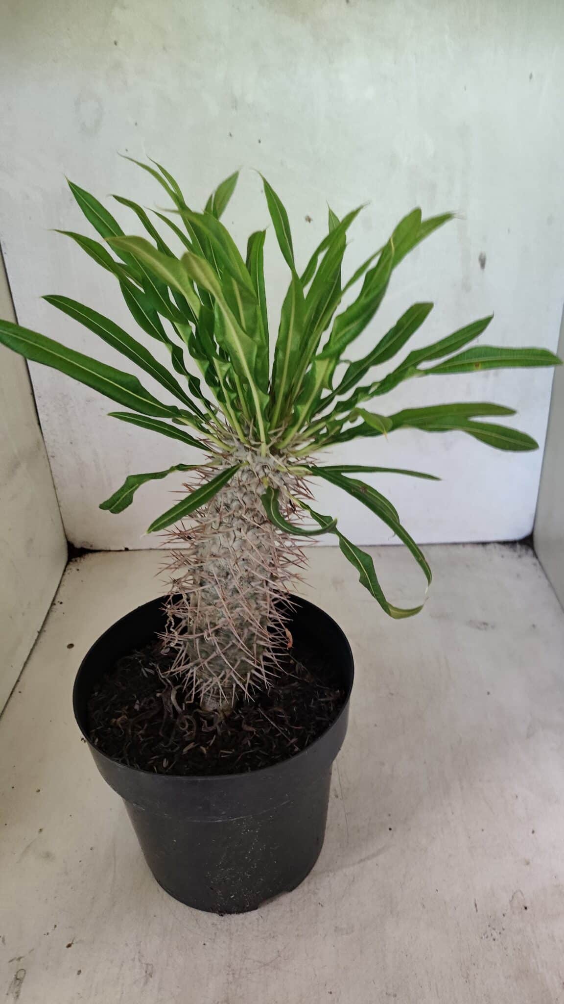 Pachypodium Lamerei "Palmeira de Madagascar" - Nº 50 - foto 6