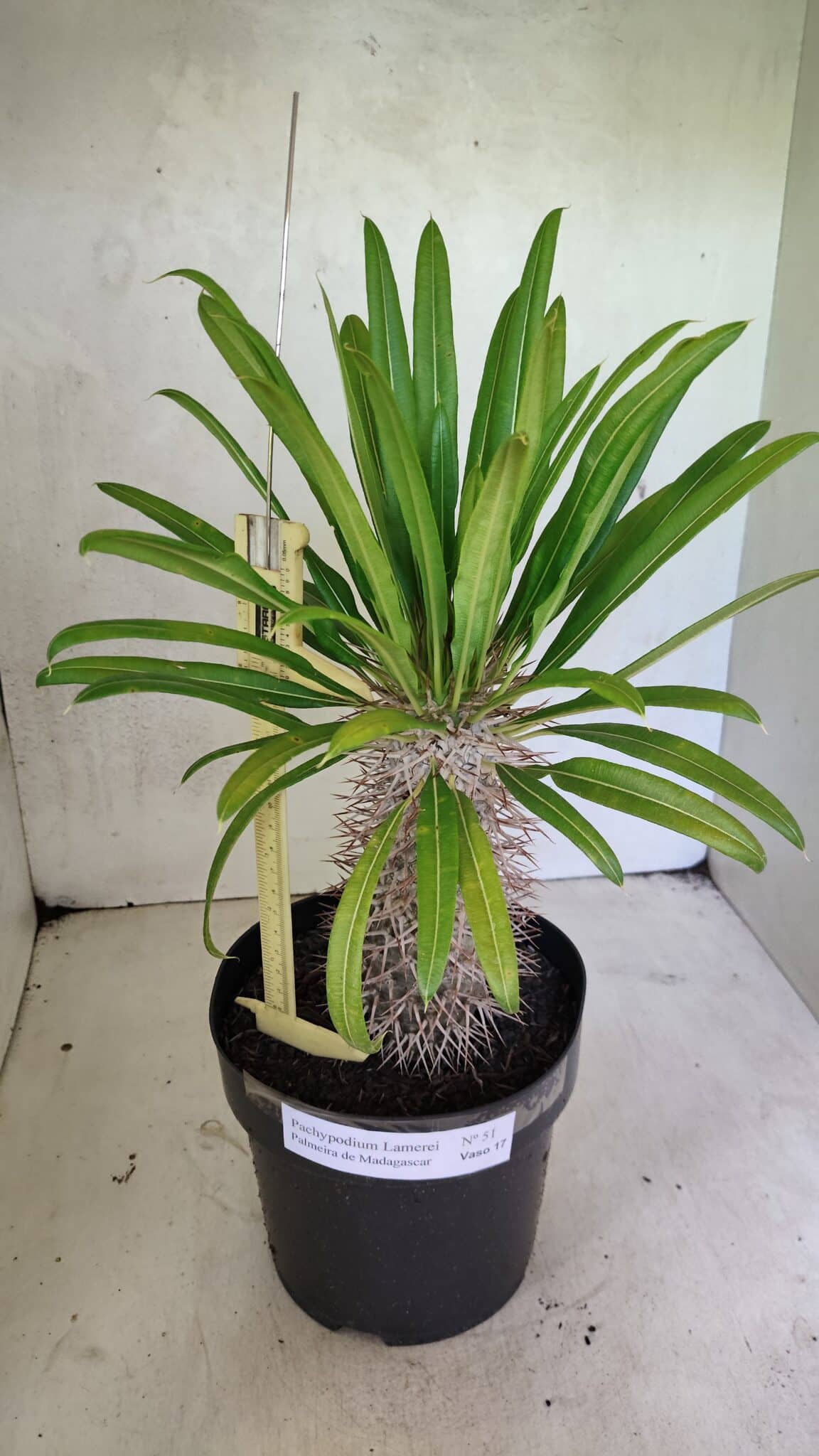 Pachypodium Lamerei "Palmeira de Madagascar" - Nº 51 - foto 2