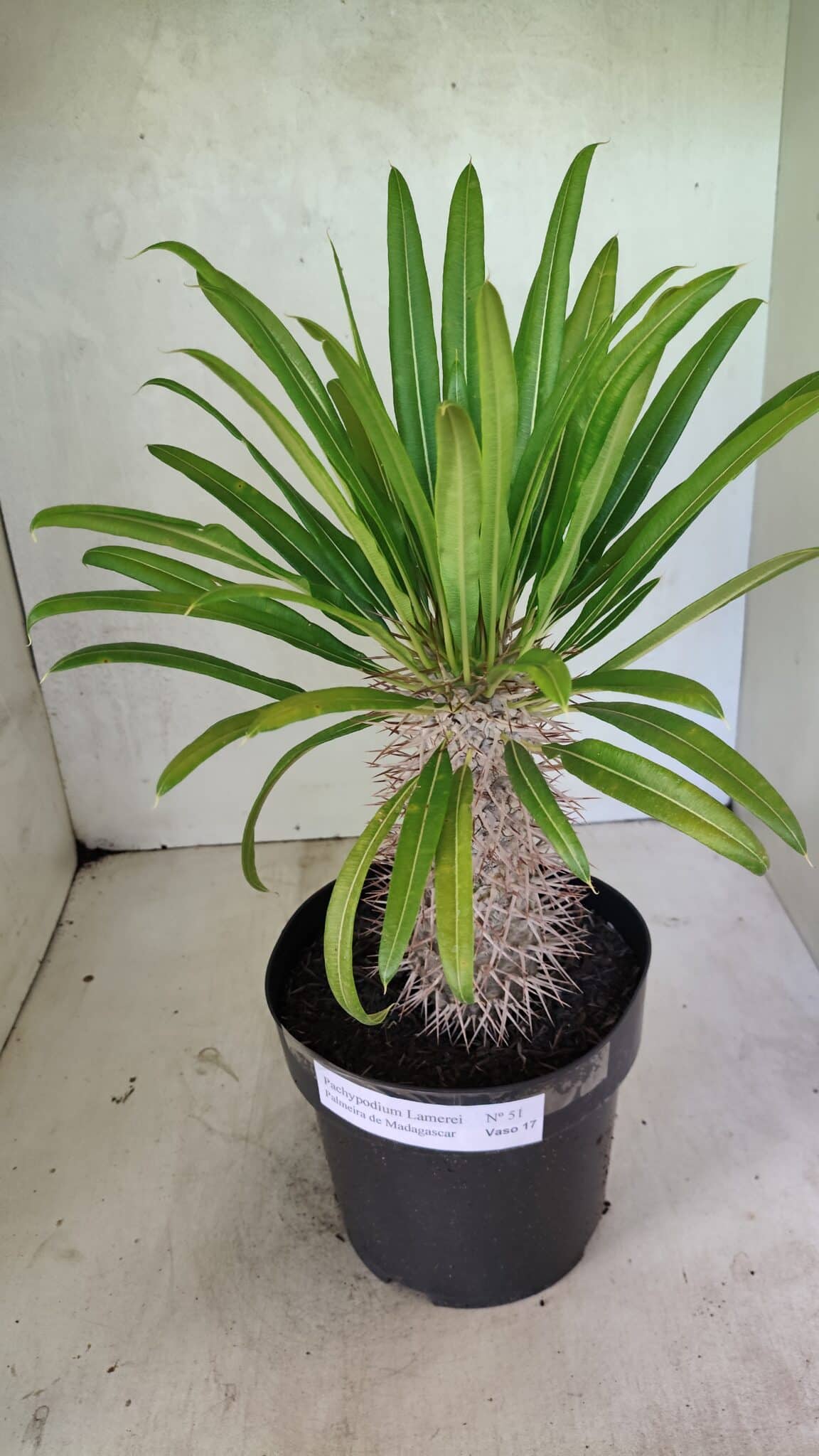Pachypodium Lamerei "Palmeira de Madagascar" - Nº 51 - foto 7