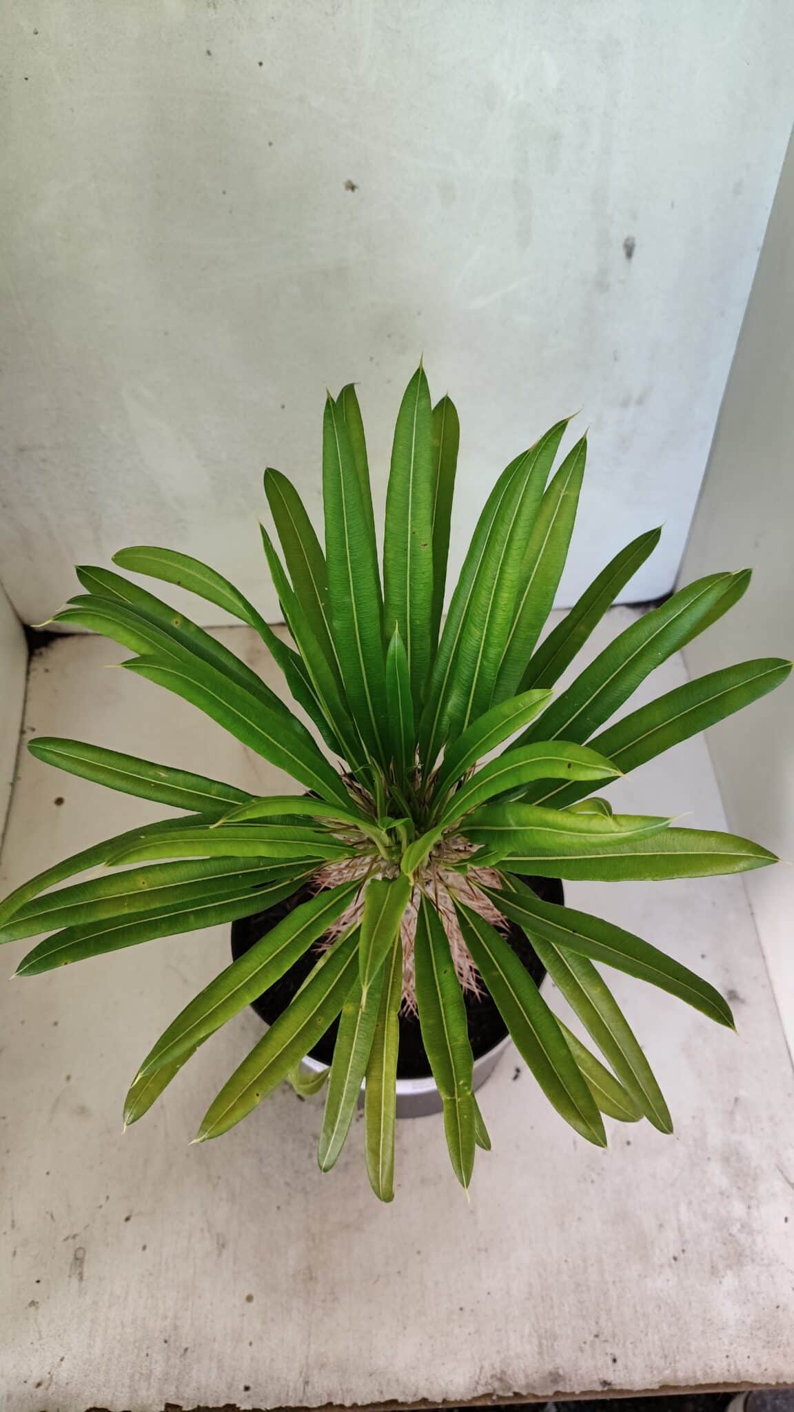 Pachypodium Lamerei "Palmeira de Madagascar" - Nº 51 - foto 3