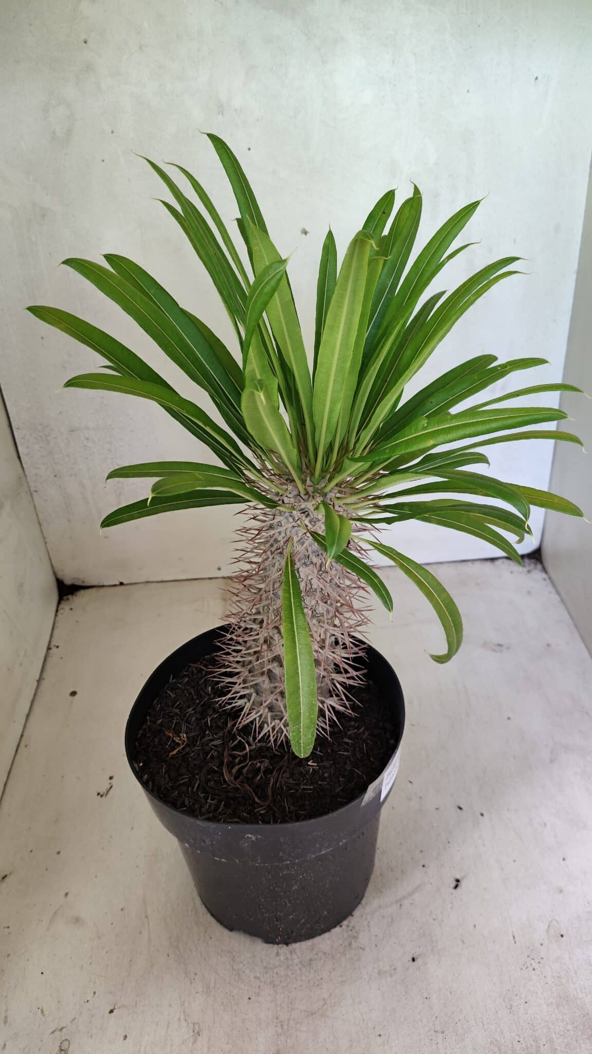 Pachypodium Lamerei "Palmeira de Madagascar" - Nº 51 - foto 6