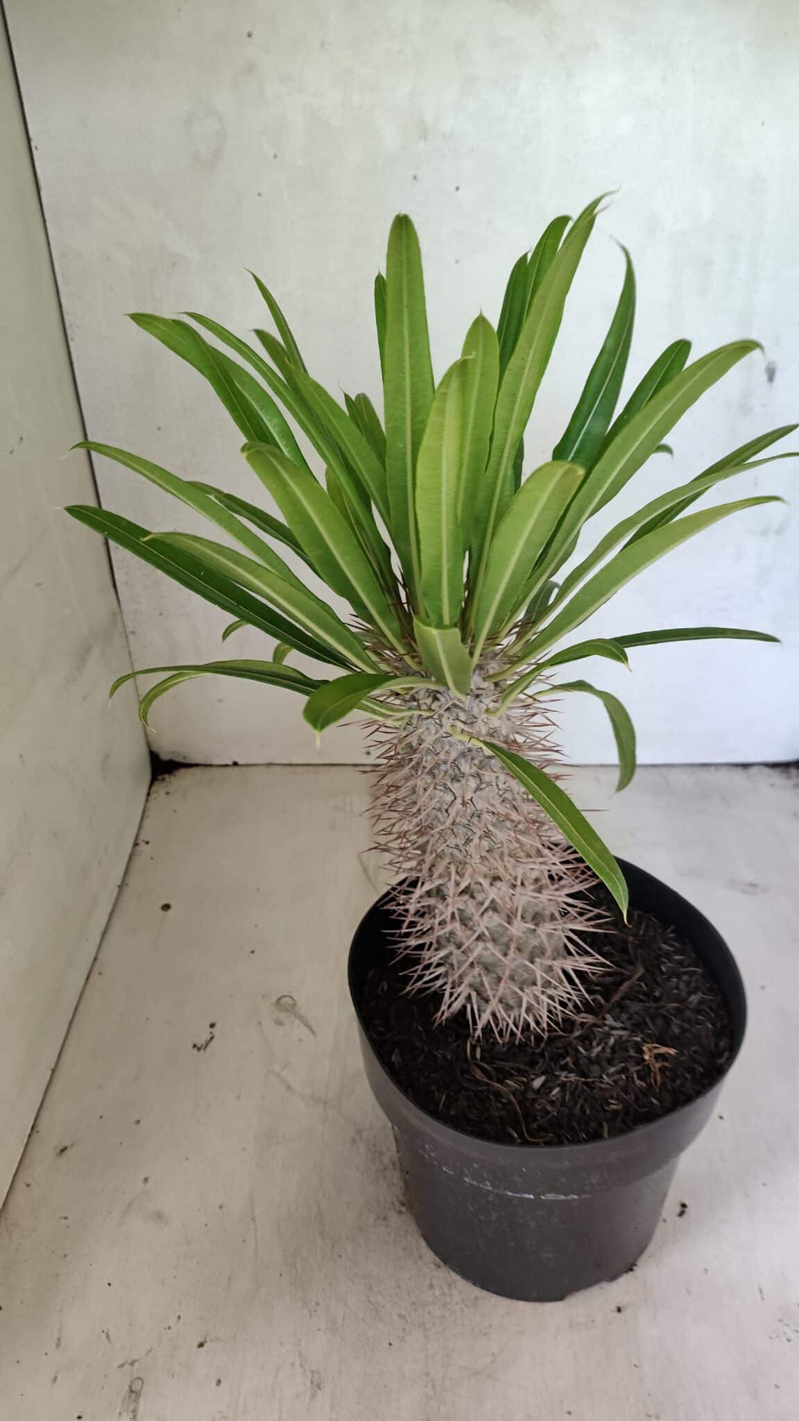 Pachypodium Lamerei "Palmeira de Madagascar" - Nº 51 - foto 5