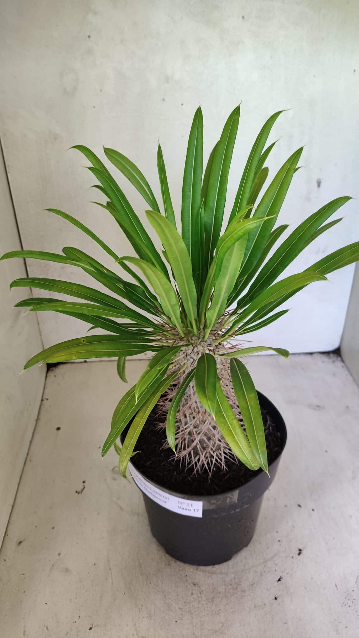 Pachypodium Lamerei "Palmeira de Madagascar" - Nº 51 - foto 4