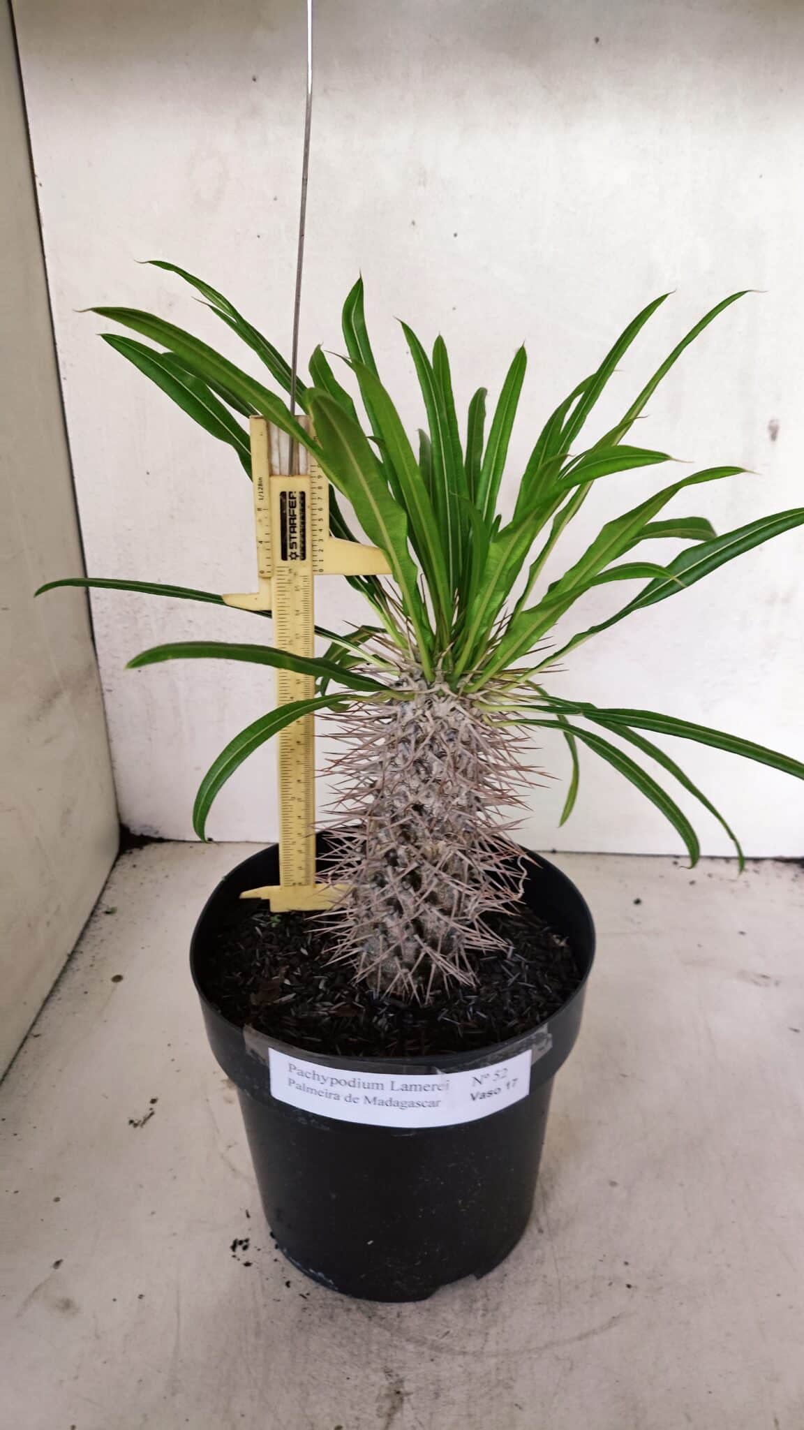 Pachypodium Lamerei "Palmeira de Madagascar" - Nº 52 - foto 2