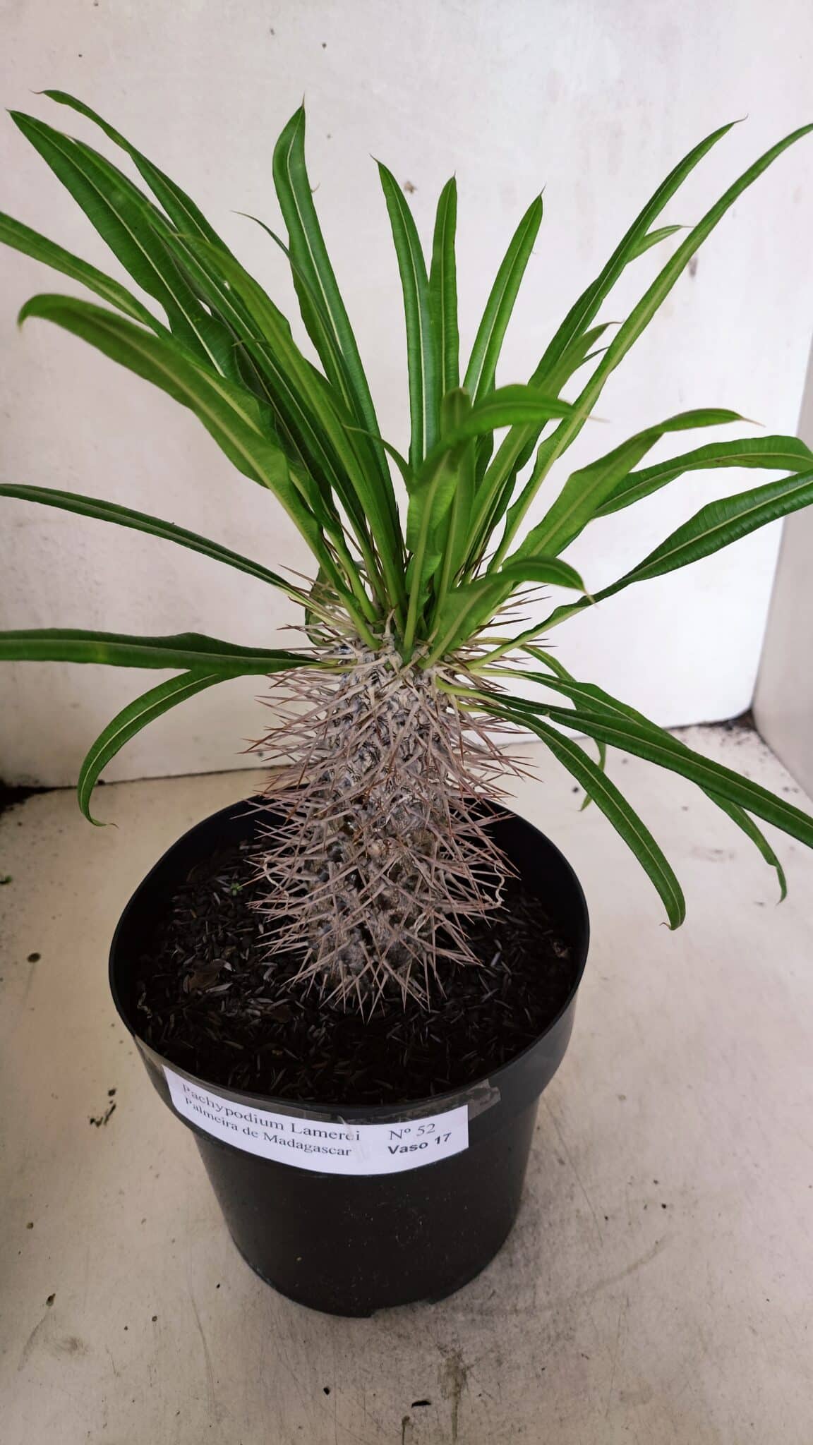 Pachypodium Lamerei "Palmeira de Madagascar" - Nº 52 - foto 6